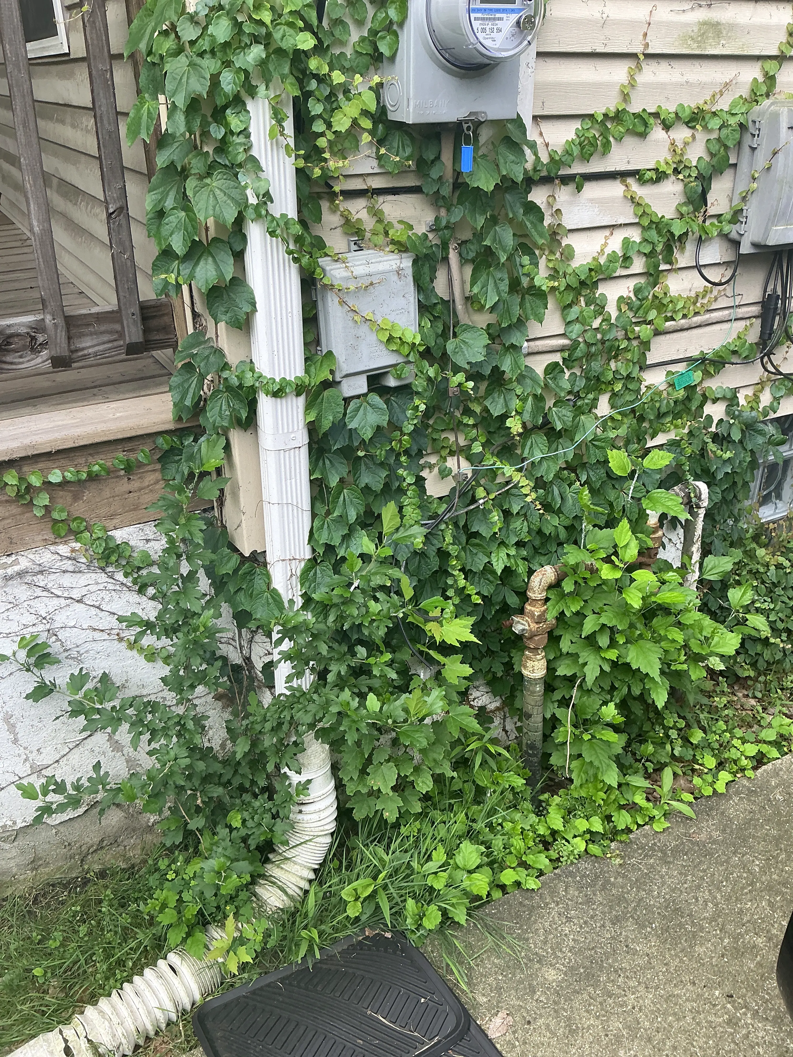 Overgrown vines and plants covering electric meter and utility boxes on house siding 2026-08-14