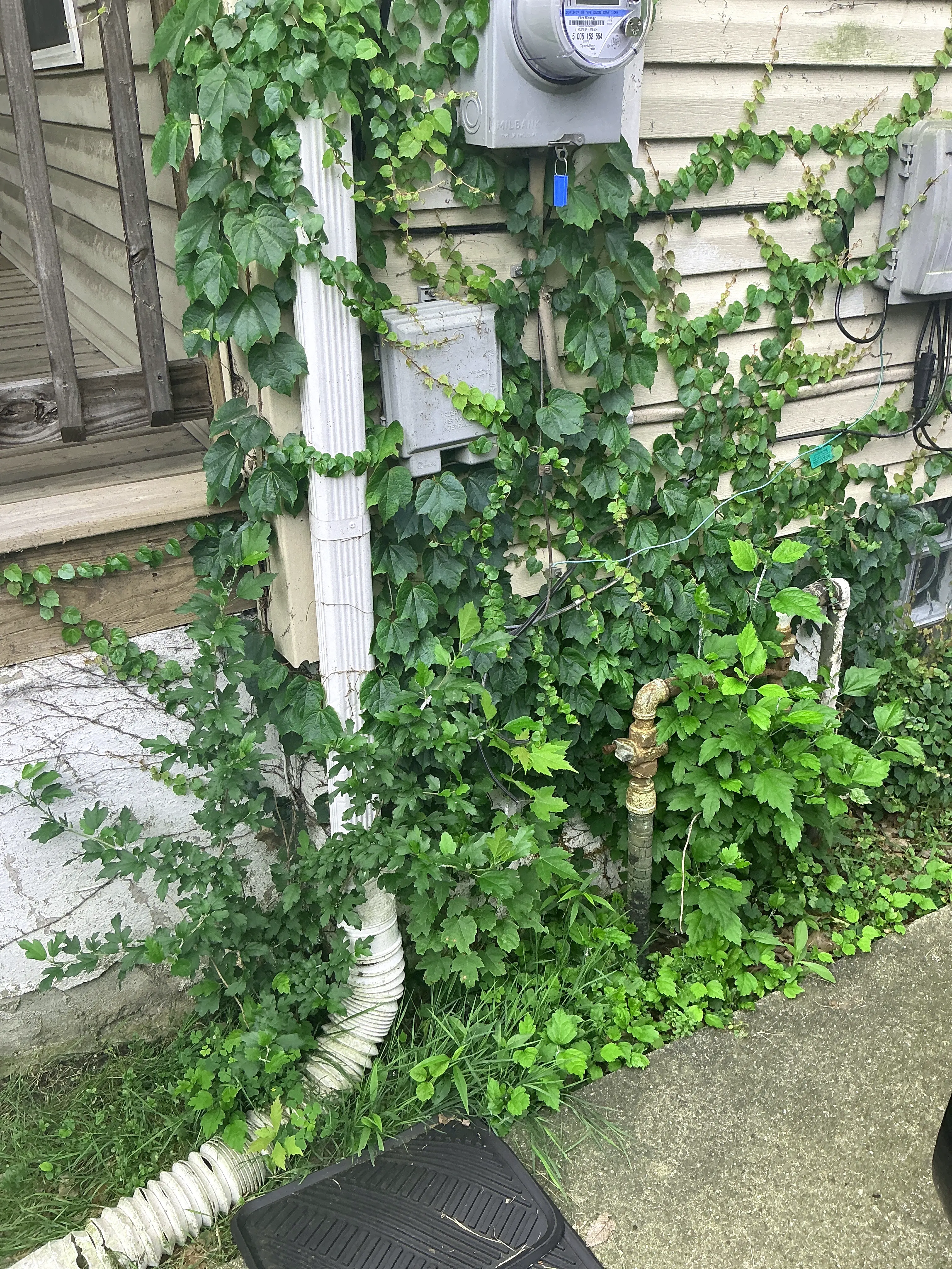 Overgrown vines and plants covering electric meter and utility boxes on house siding 2026-08-16