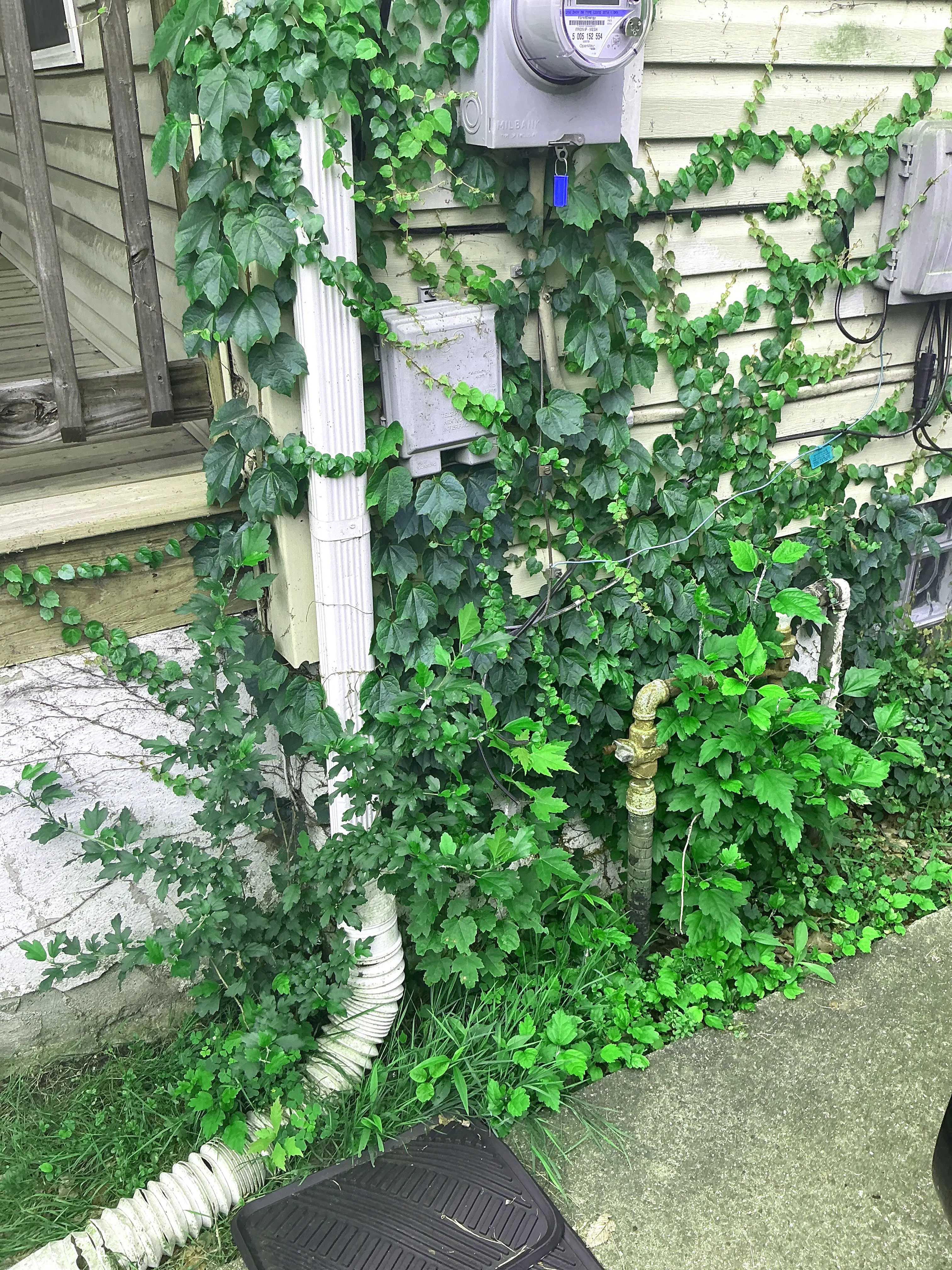 Overgrown vines and plants covering electric meter and utility boxes on house siding 2026-07-05