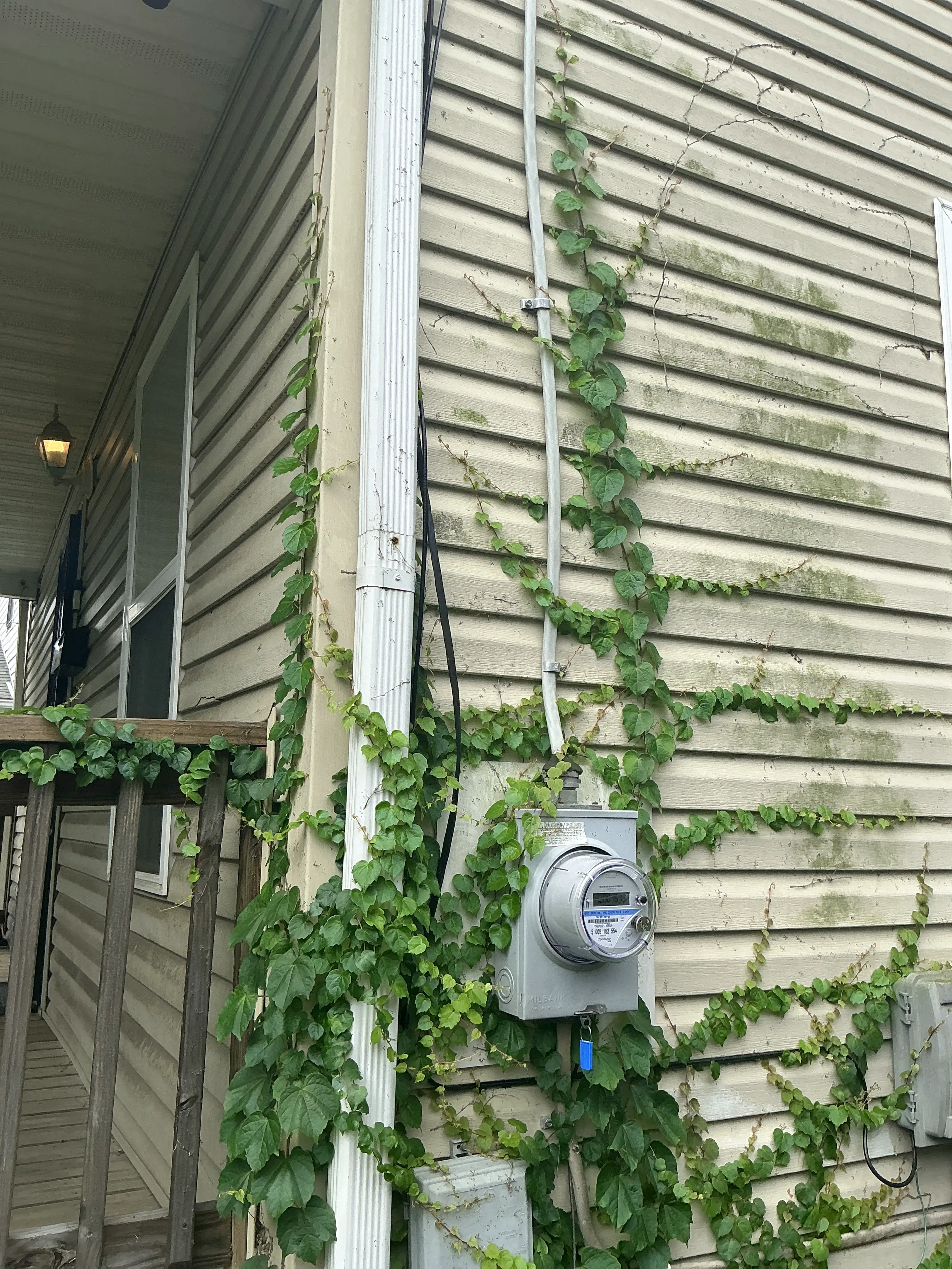 Invasive ivy growing over vinyl siding and an exterior electric meter during a home inspection 2026-07-09