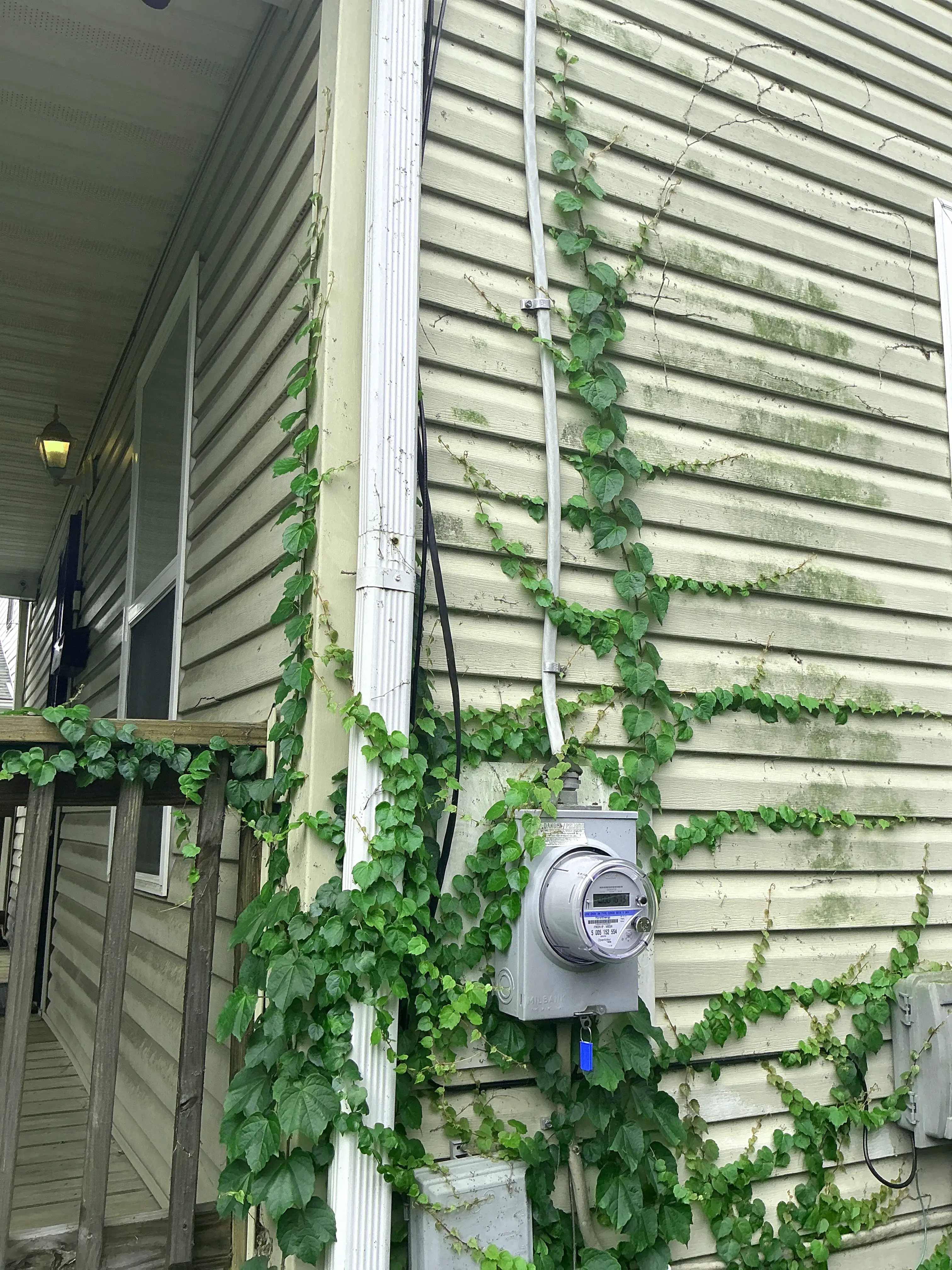 Invasive ivy growing over vinyl siding and an exterior electric meter during a lead inspection 2026-07-06