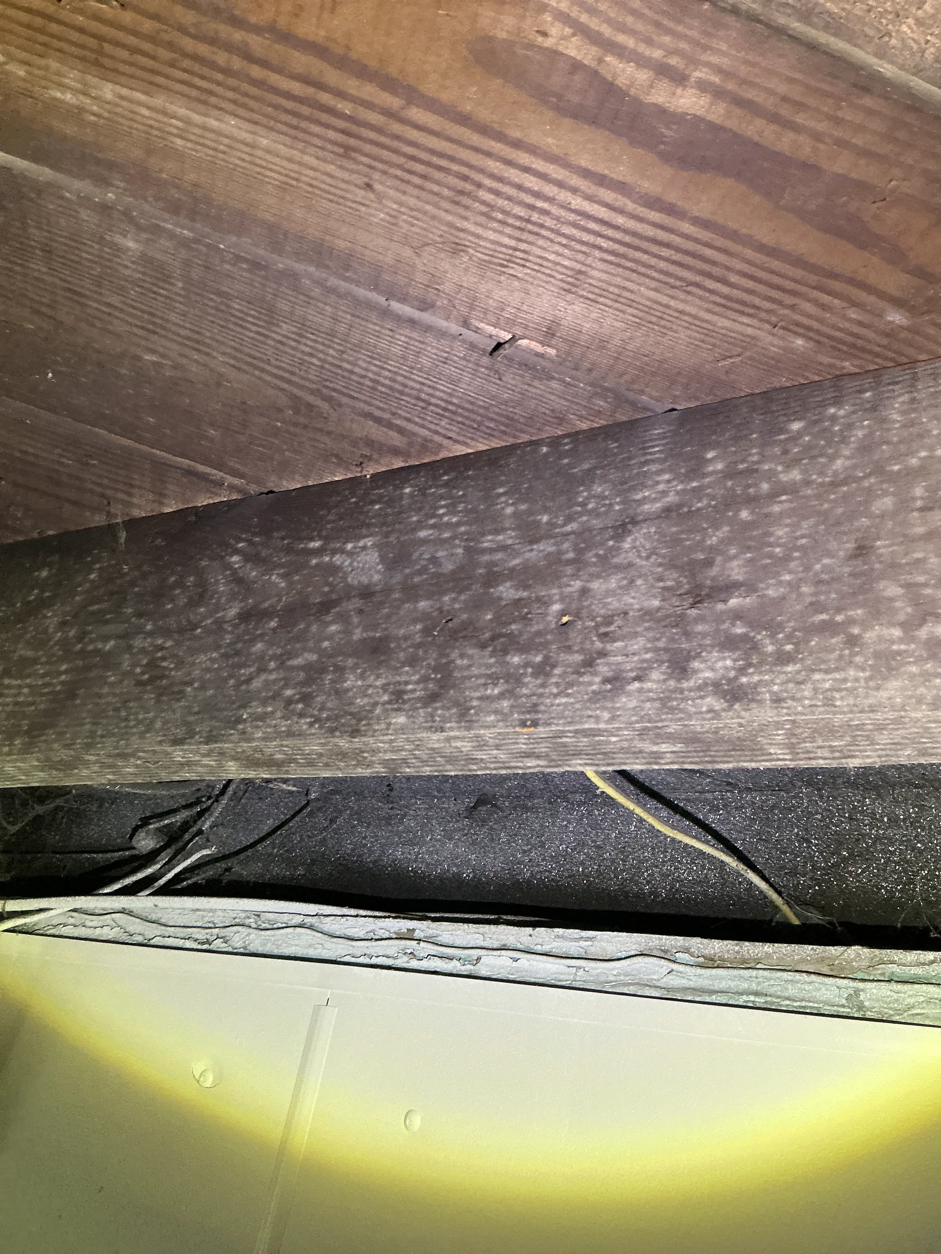 Mold and fungal growth on wooden joist in attic or crawlspace cavity 2026-08-26