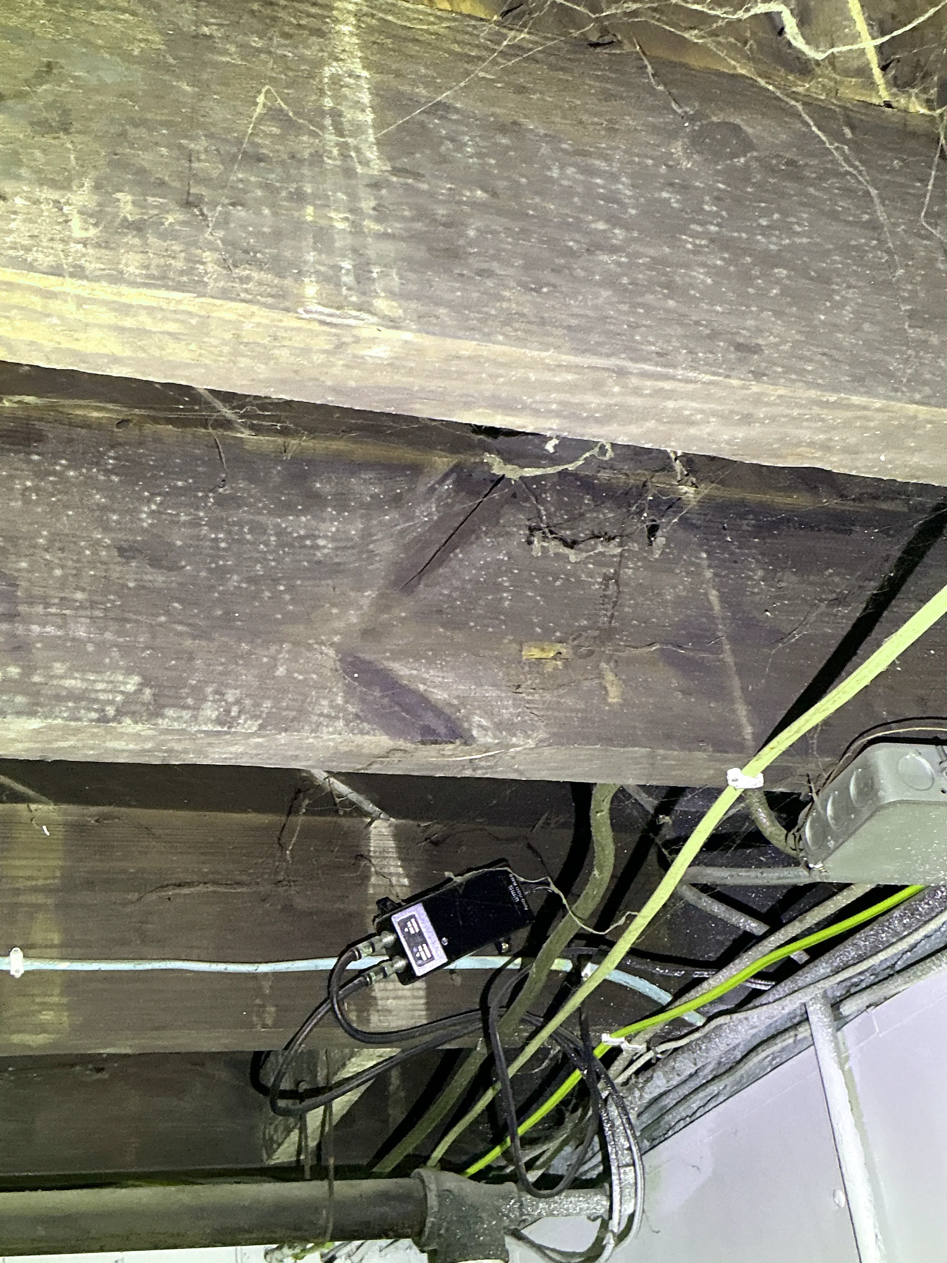 Fungal growth and mold on wooden floor joists during mold inspection 2026-07-20