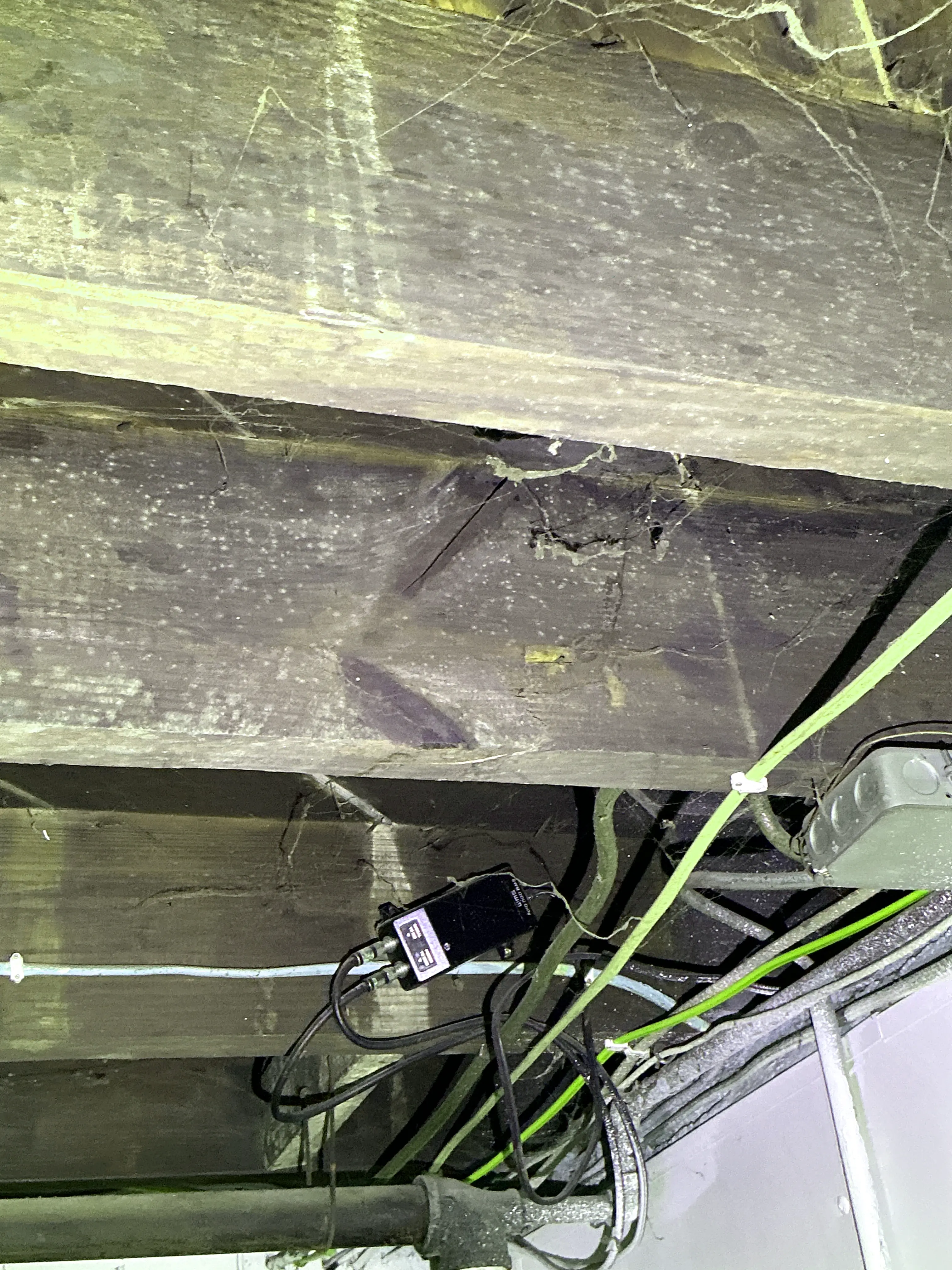 Fungal growth and mold on wooden floor joists during home inspection 2026-08-29