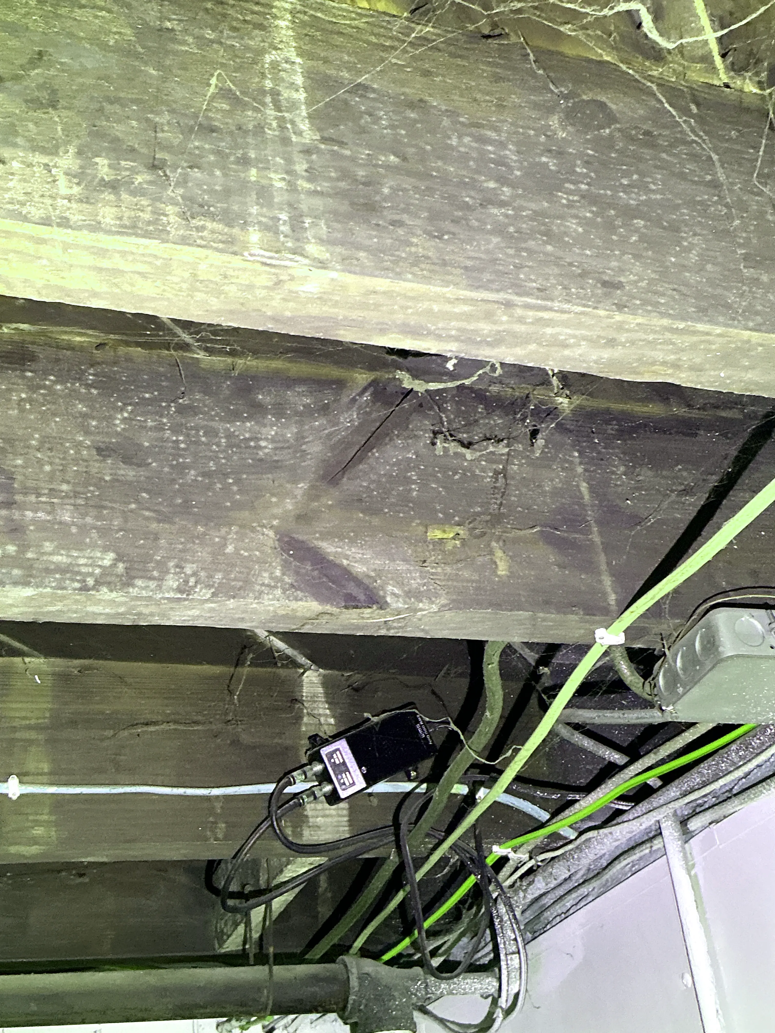 Fungal growth and mold on wooden floor joists during home inspection 2026-07-30