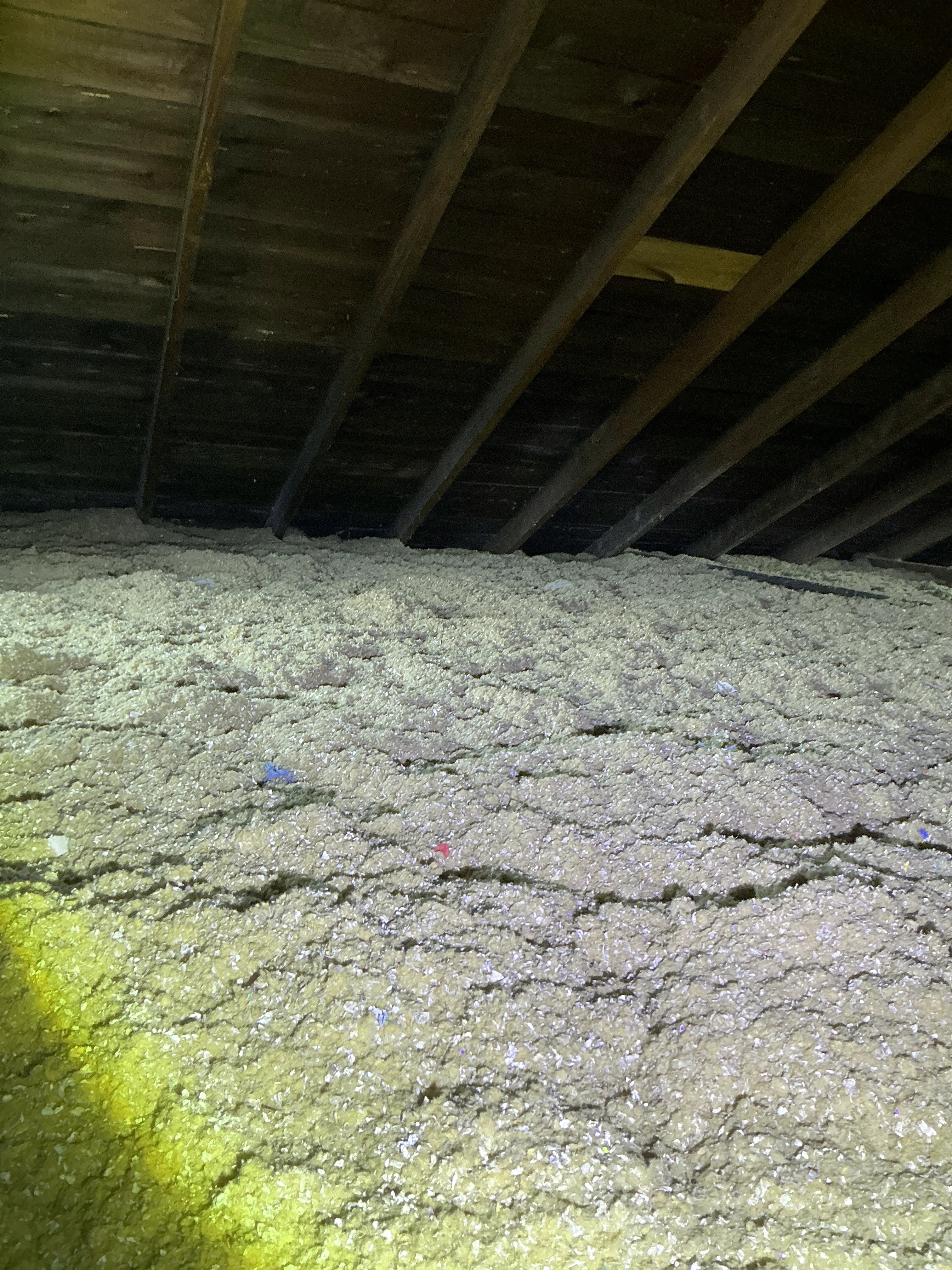 Blown-in cellulose attic insulation shown next to exposed wooden roof framing during mold inspection. 2026-07-12