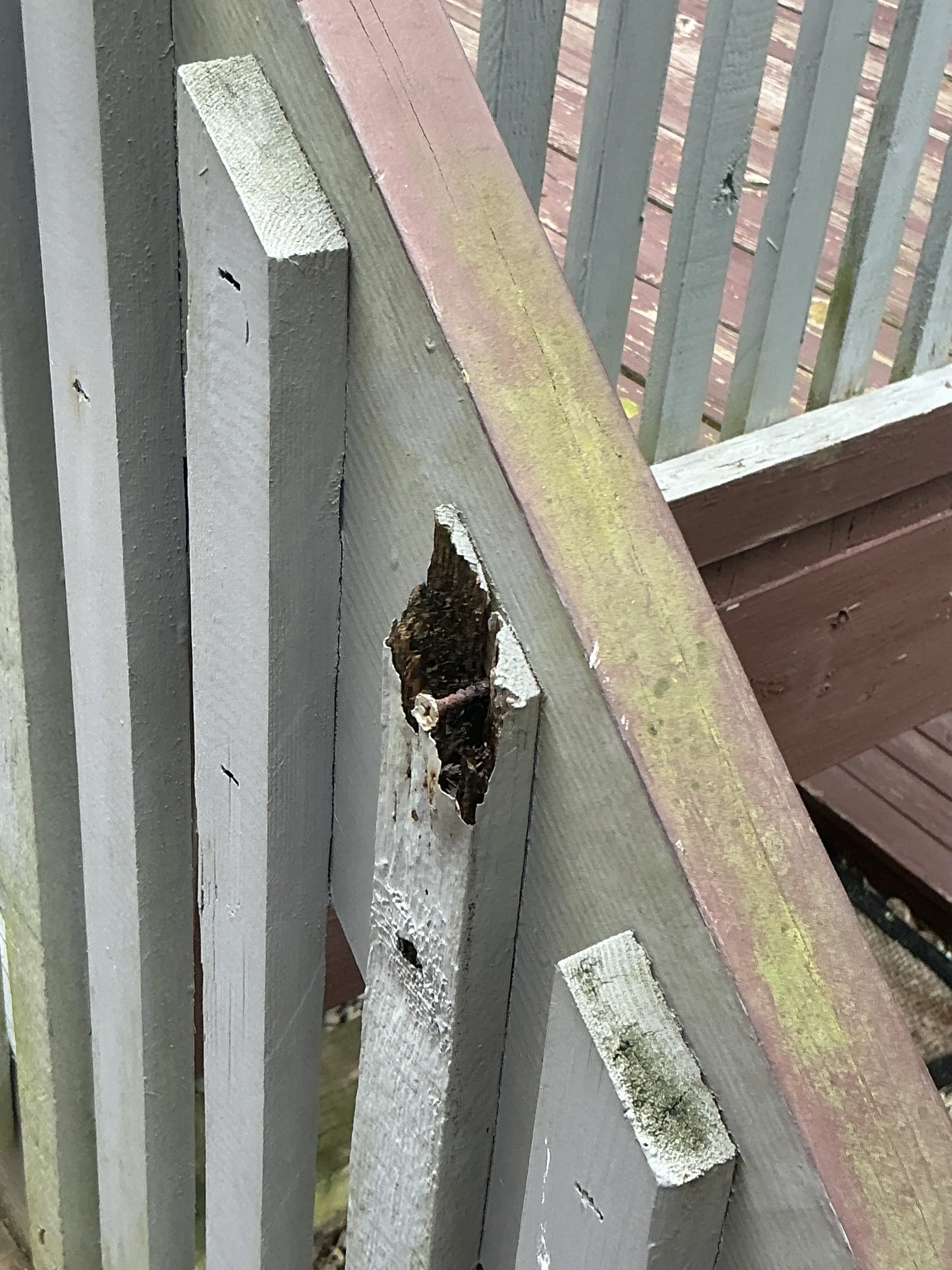 Wood decay and rot surrounding a rusty screw on an outdoor wooden deck structure 2026-07-20