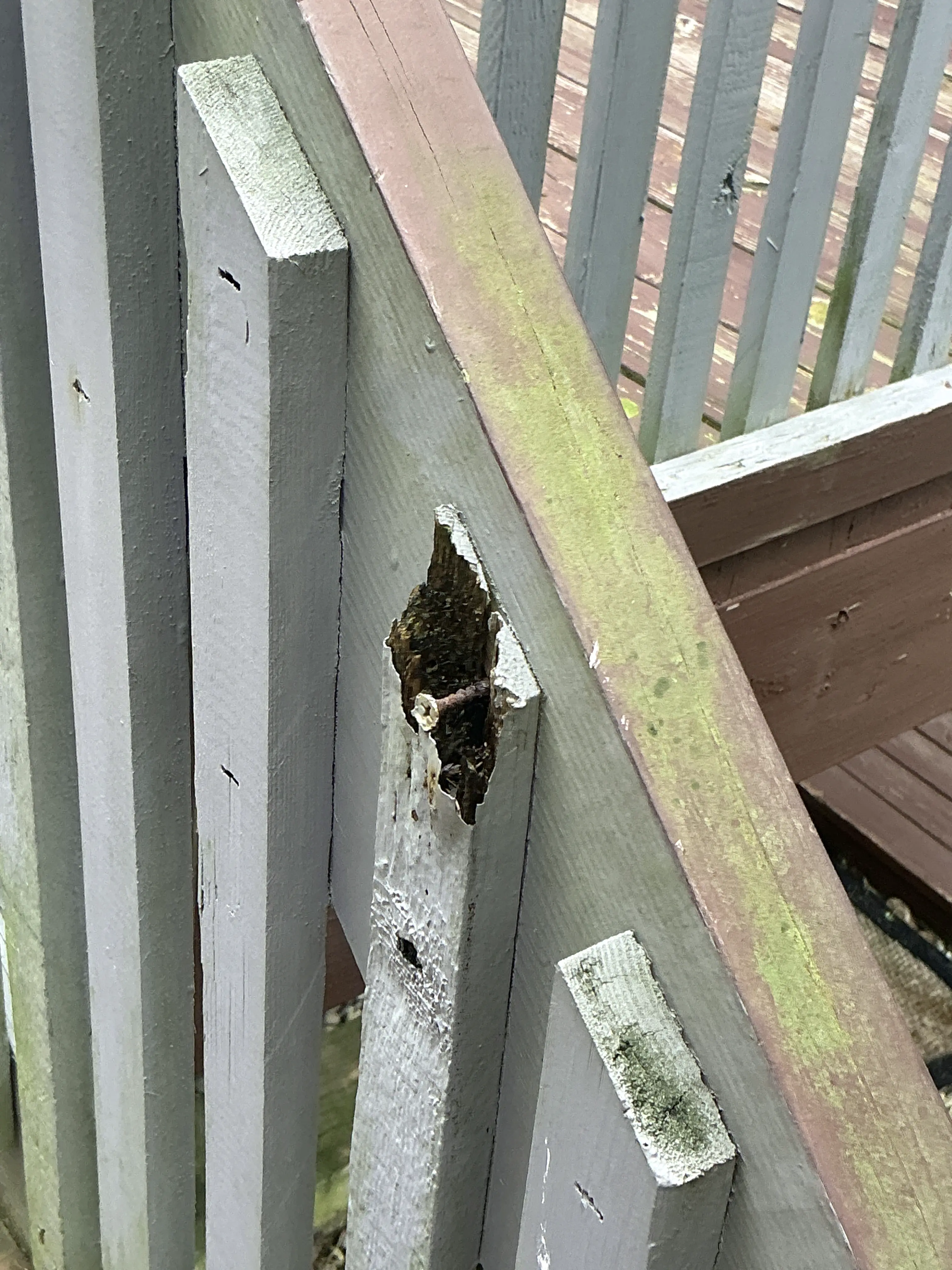 Wood decay and rot surrounding a rusty screw on an outdoor wooden deck structure 2026-08-22
