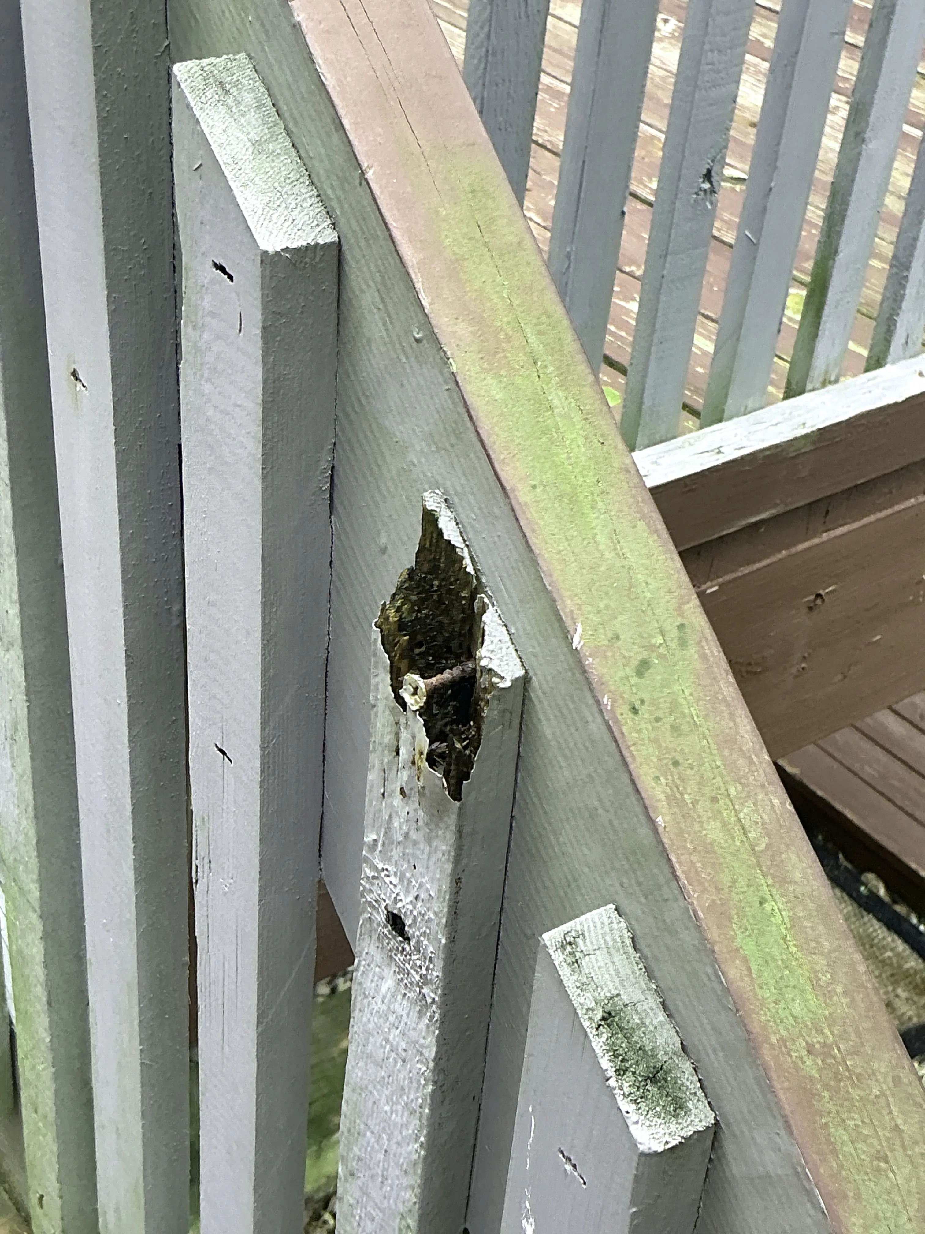 Wood decay and rot surrounding a rusty screw on an outdoor wooden deck structure 2026-07-12