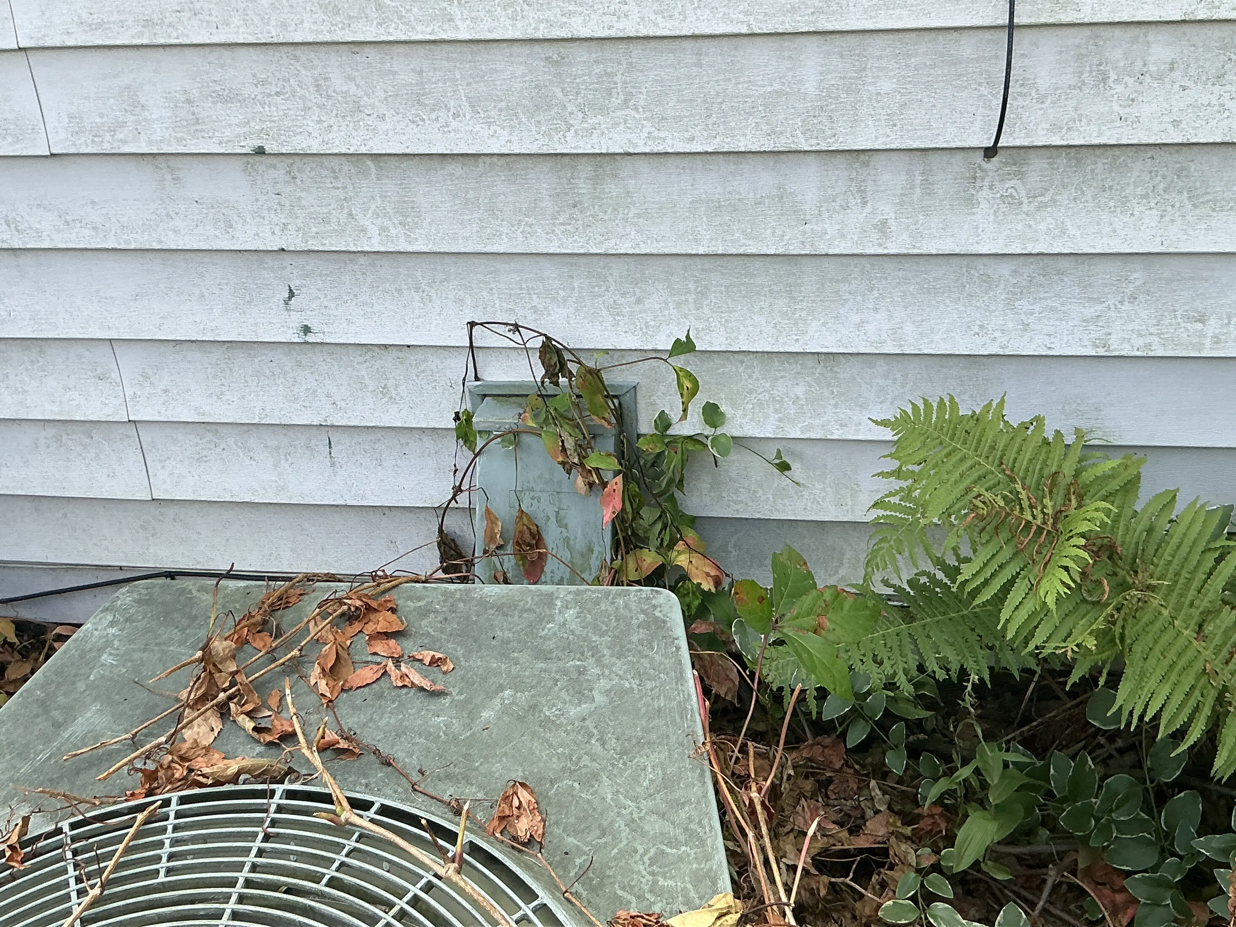 Overgrown vegetation and vines surrounding outdoor AC unit and electrical disconnect 2026-07-05