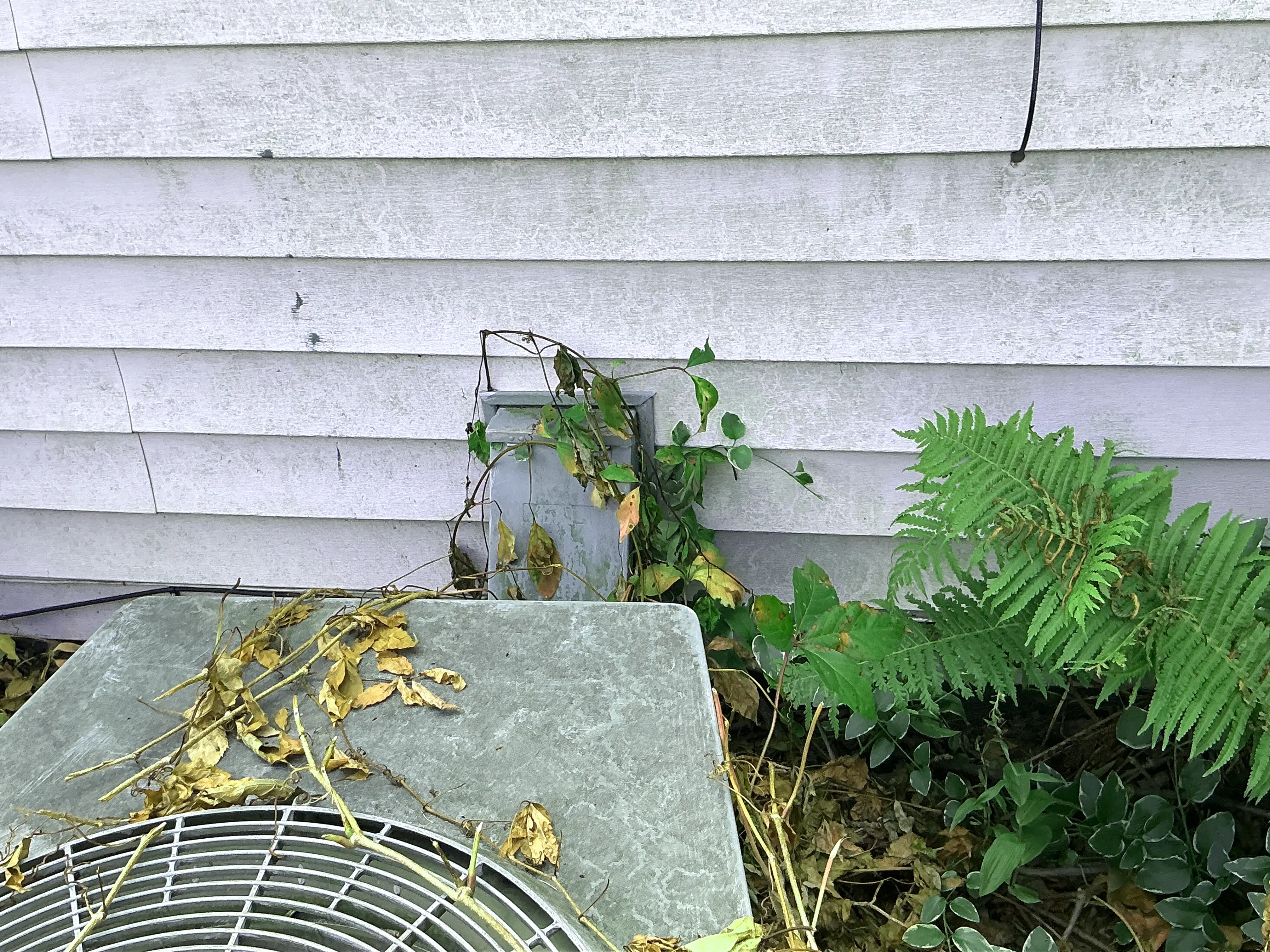 Overgrown vegetation and vines surrounding outdoor AC unit and electrical disconnect 2026-08-05