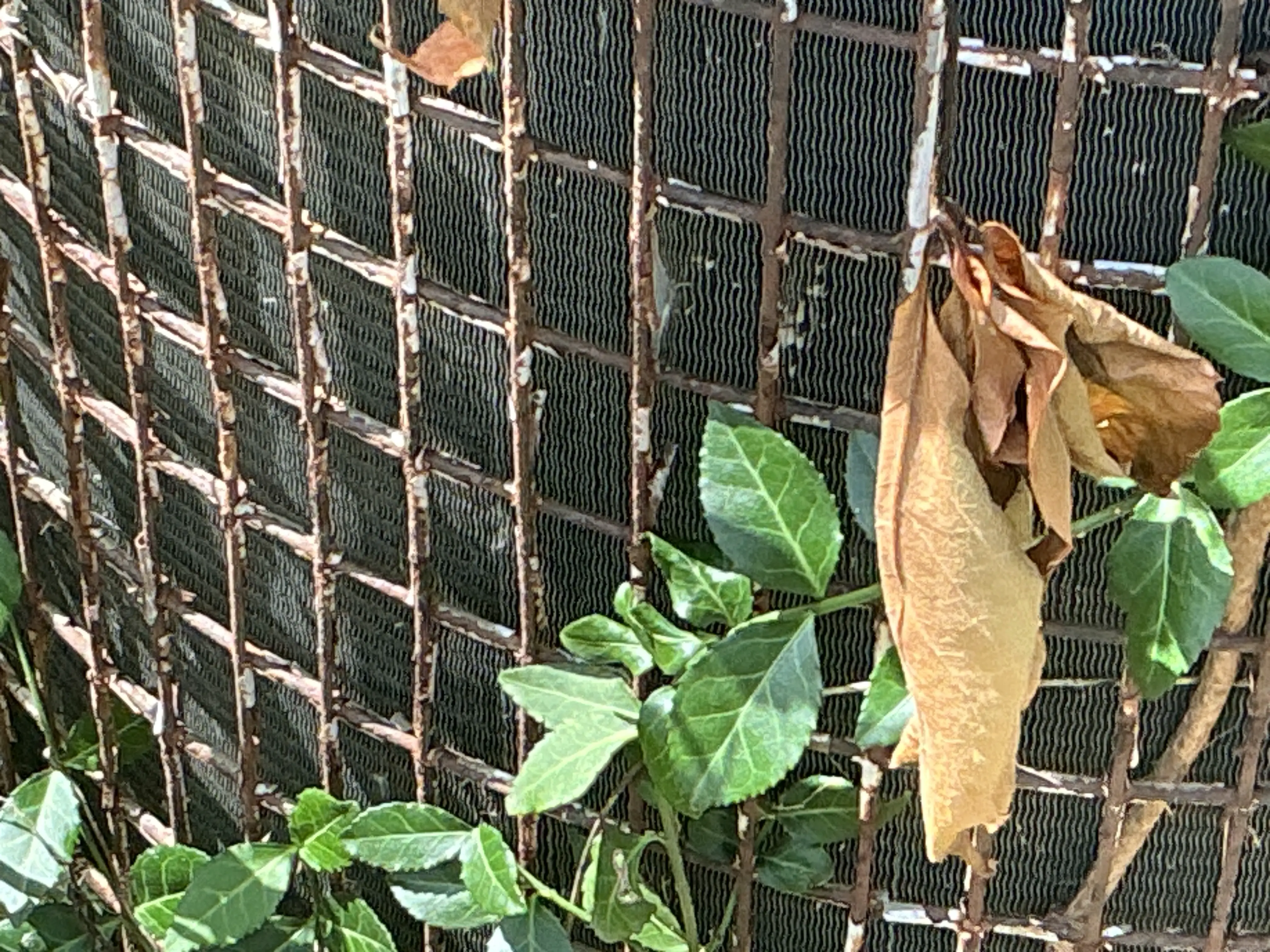 Overgrown vegetation on outdoor HVAC condenser coil grille 2026-08-06