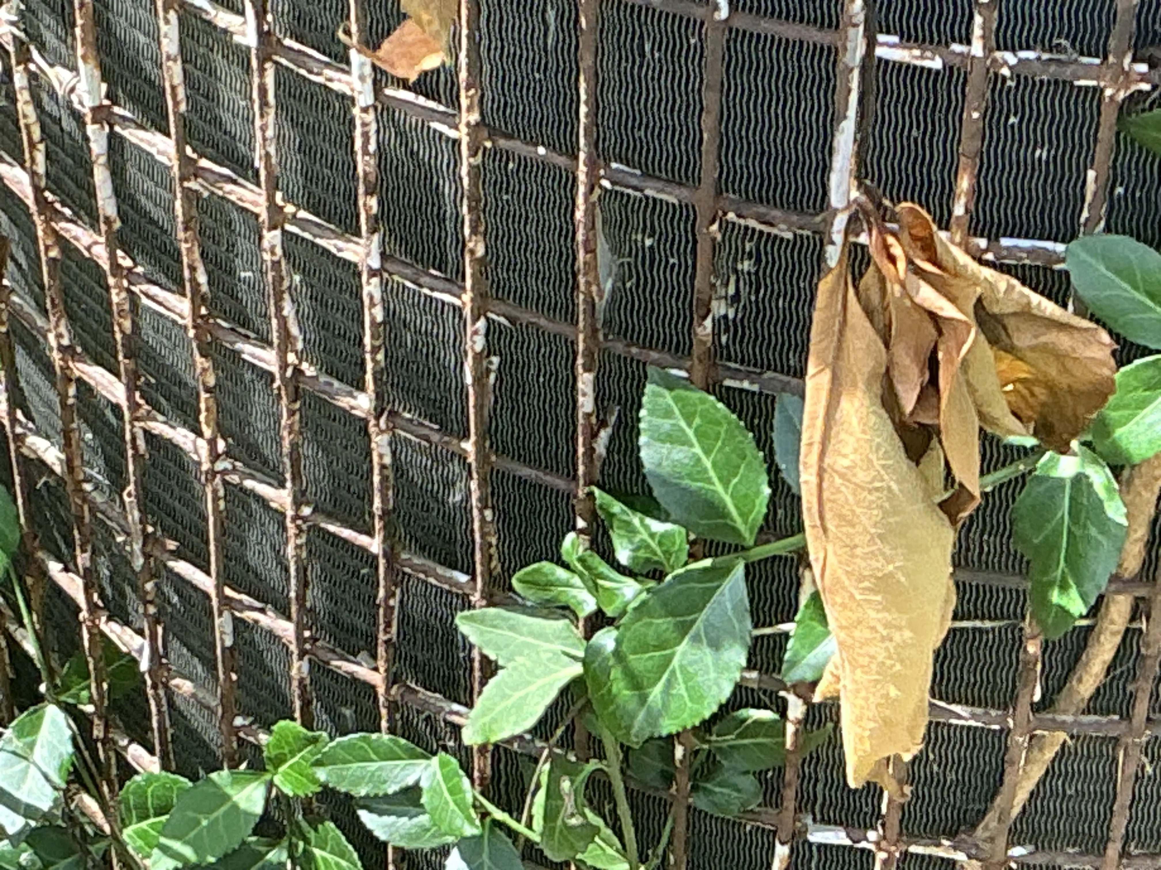 Overgrown vegetation on outdoor HVAC condenser coil grille 2026-07-19