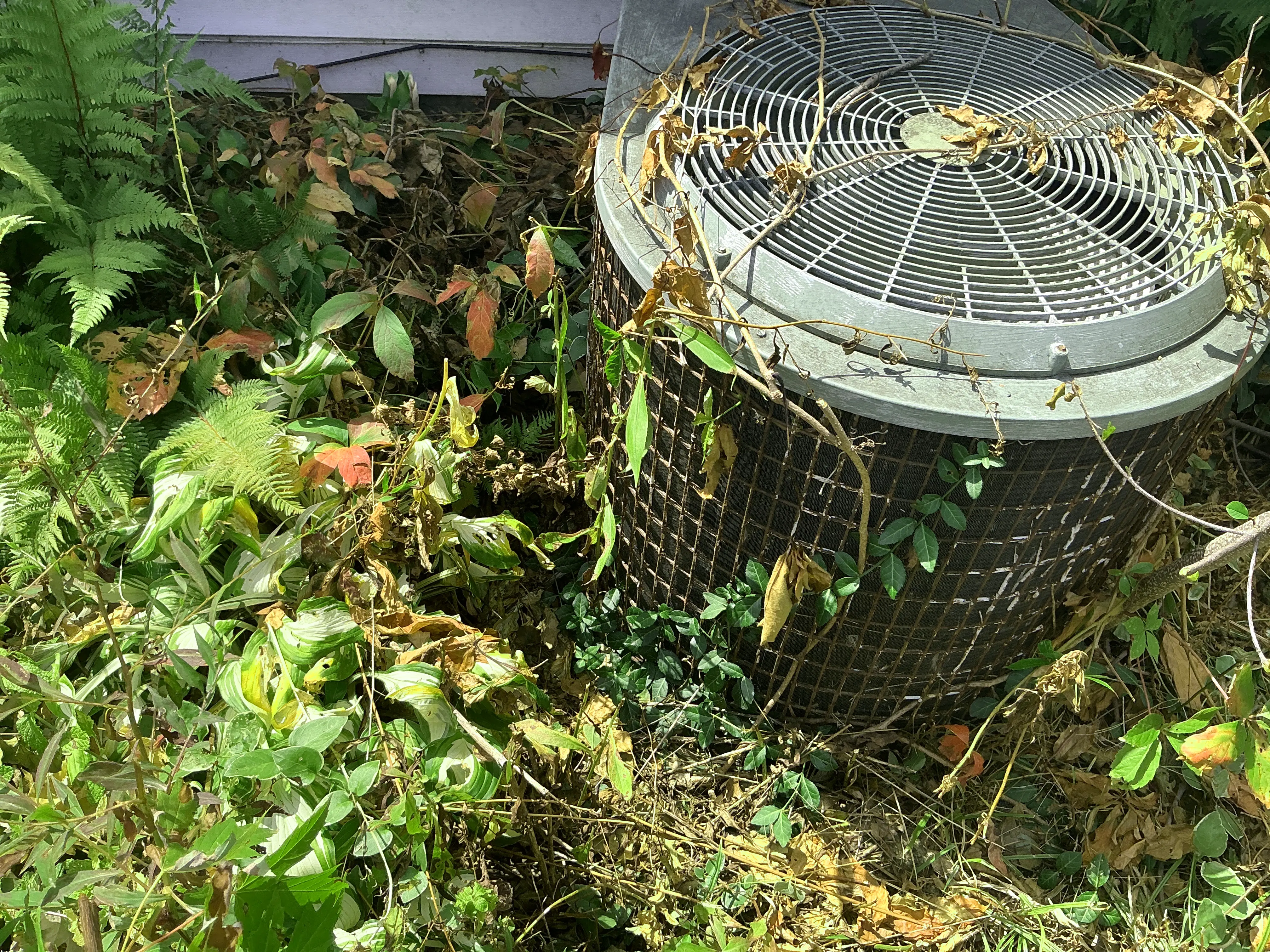 Overgrown vegetation around outdoor AC condenser unit blocking airflow 2026-08-16