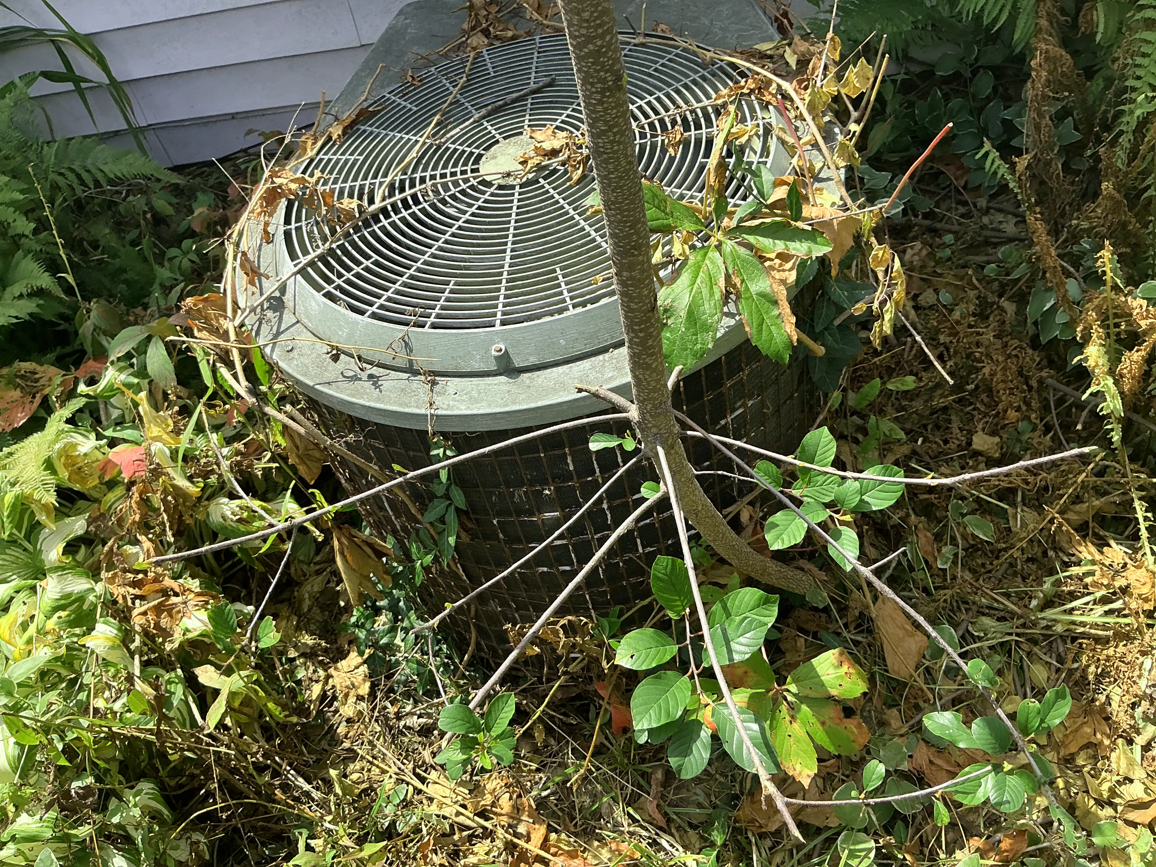 Overgrown vegetation and weeds surrounding an outdoor AC condenser unit 2026-08-28