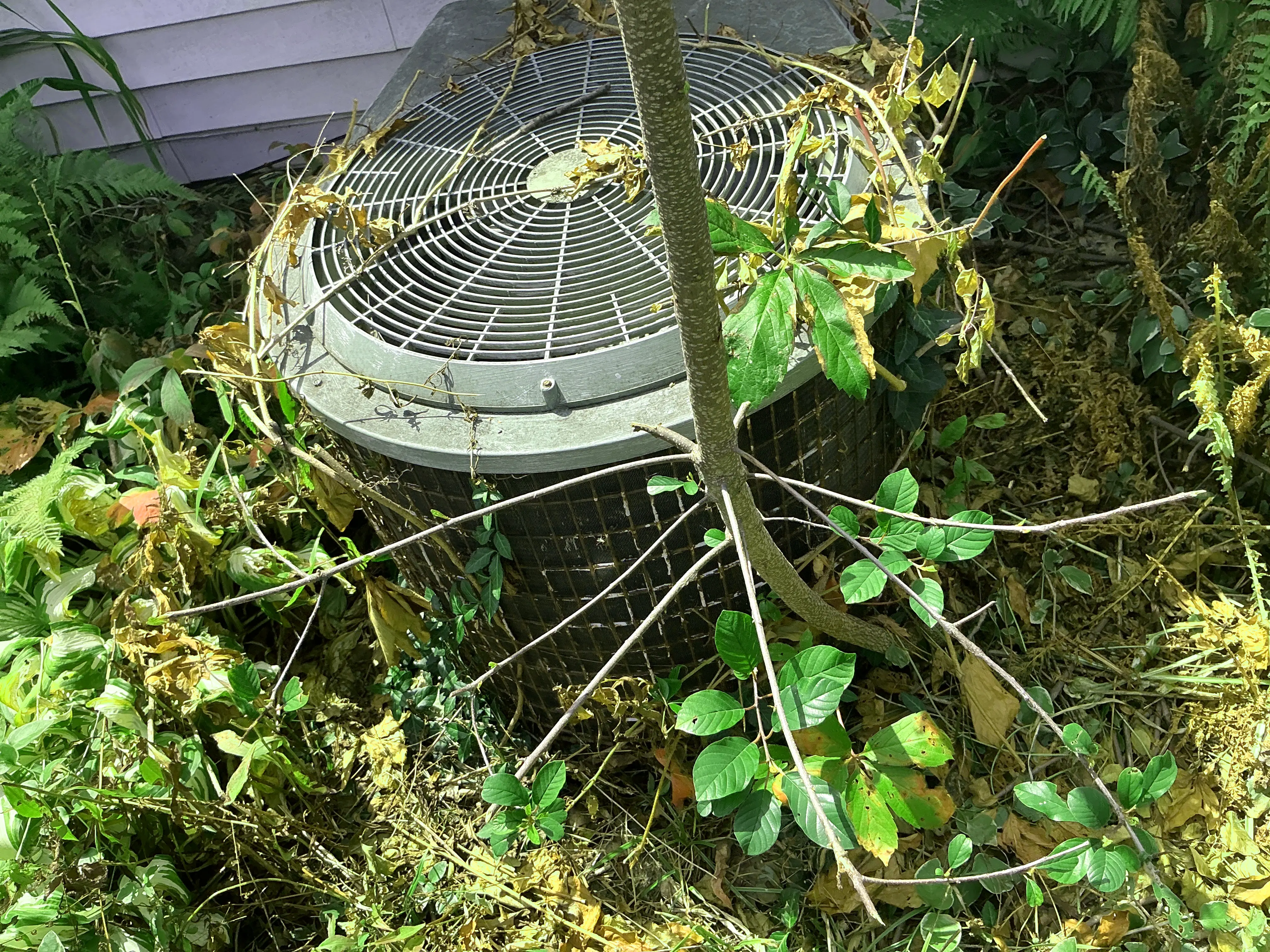 Overgrown vegetation and weeds surrounding an outdoor AC condenser unit 2026-08-10