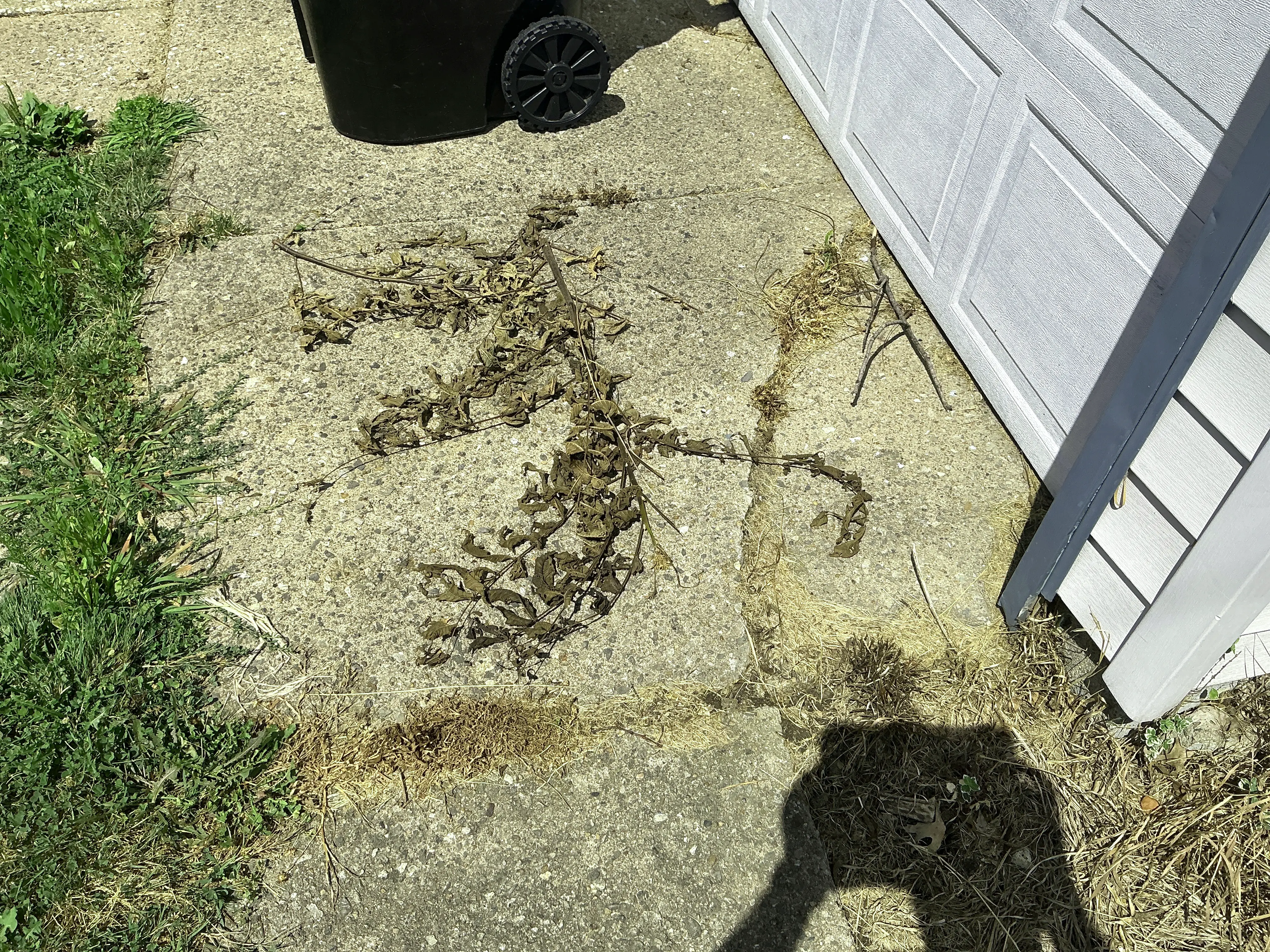 Dead plant debris and leaves on a concrete driveway near a garage door 2026-07-10