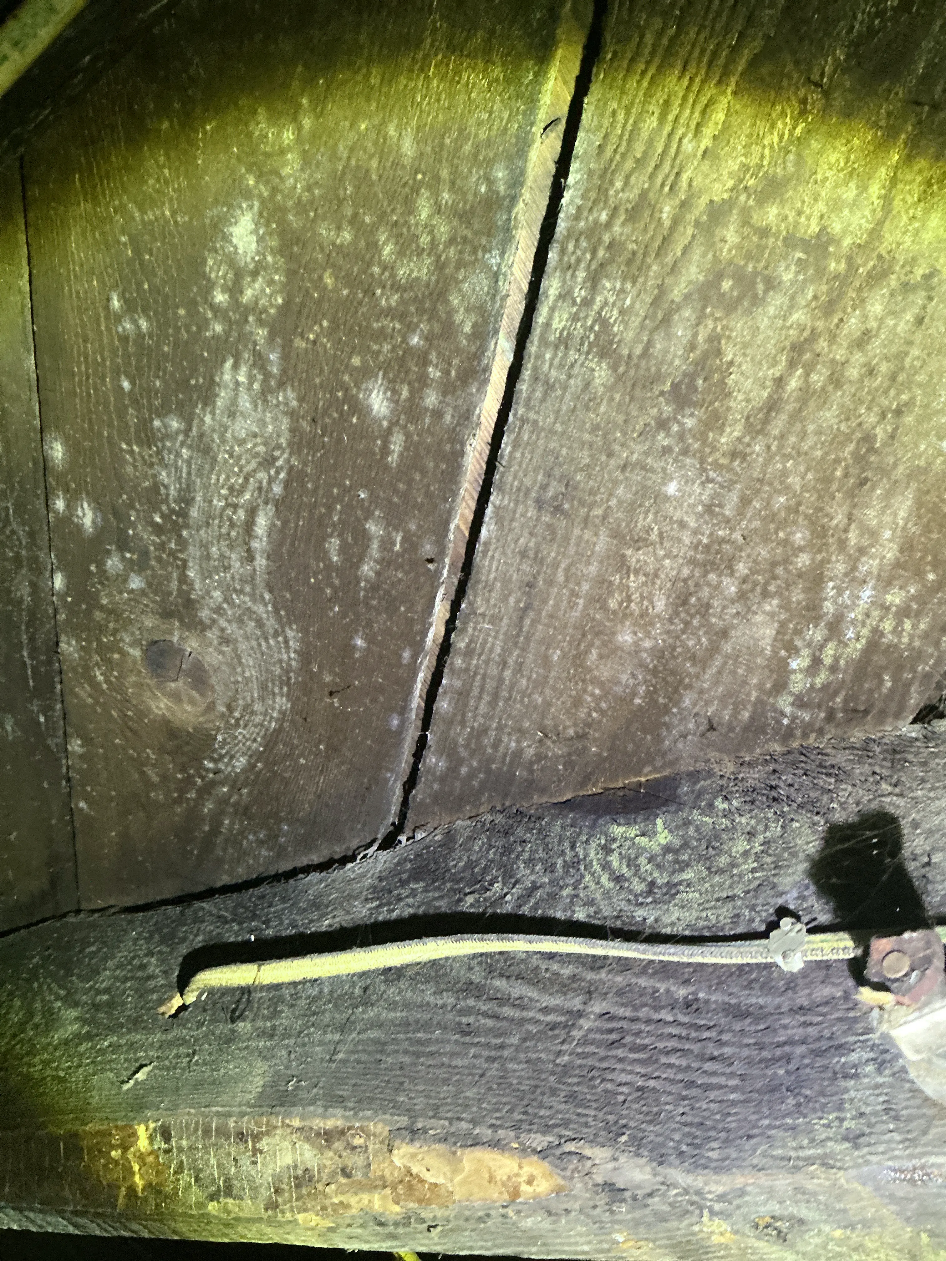 White mold growth on wooden roof sheathing in an attic during indoor air quality testing 2026-08-21
