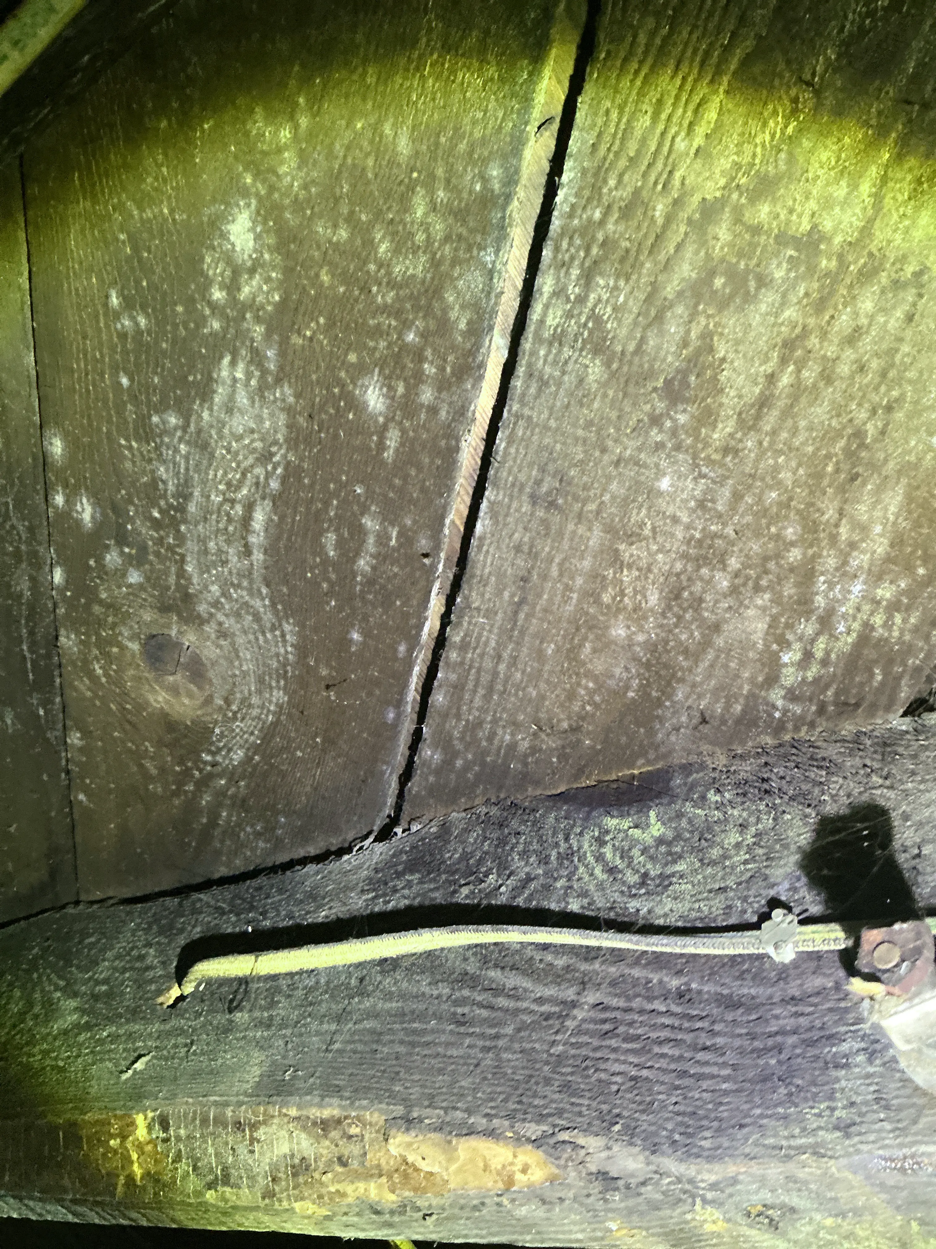 White mold growth on wooden roof sheathing in an attic during general inspection 2026-07-21