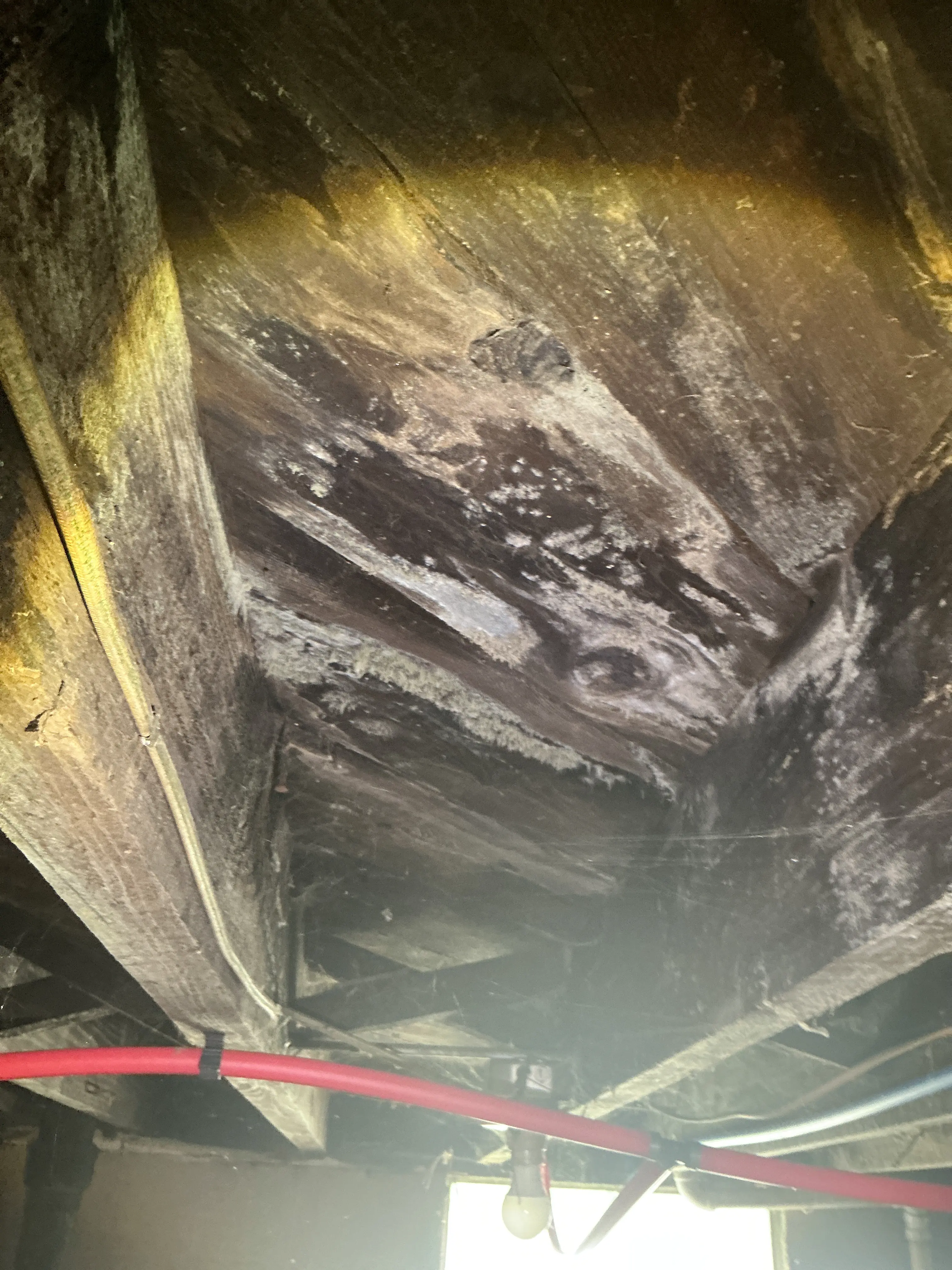 White mold and fungal growth on wooden subfloor joists in crawl space during lead inspection 2026-07-30