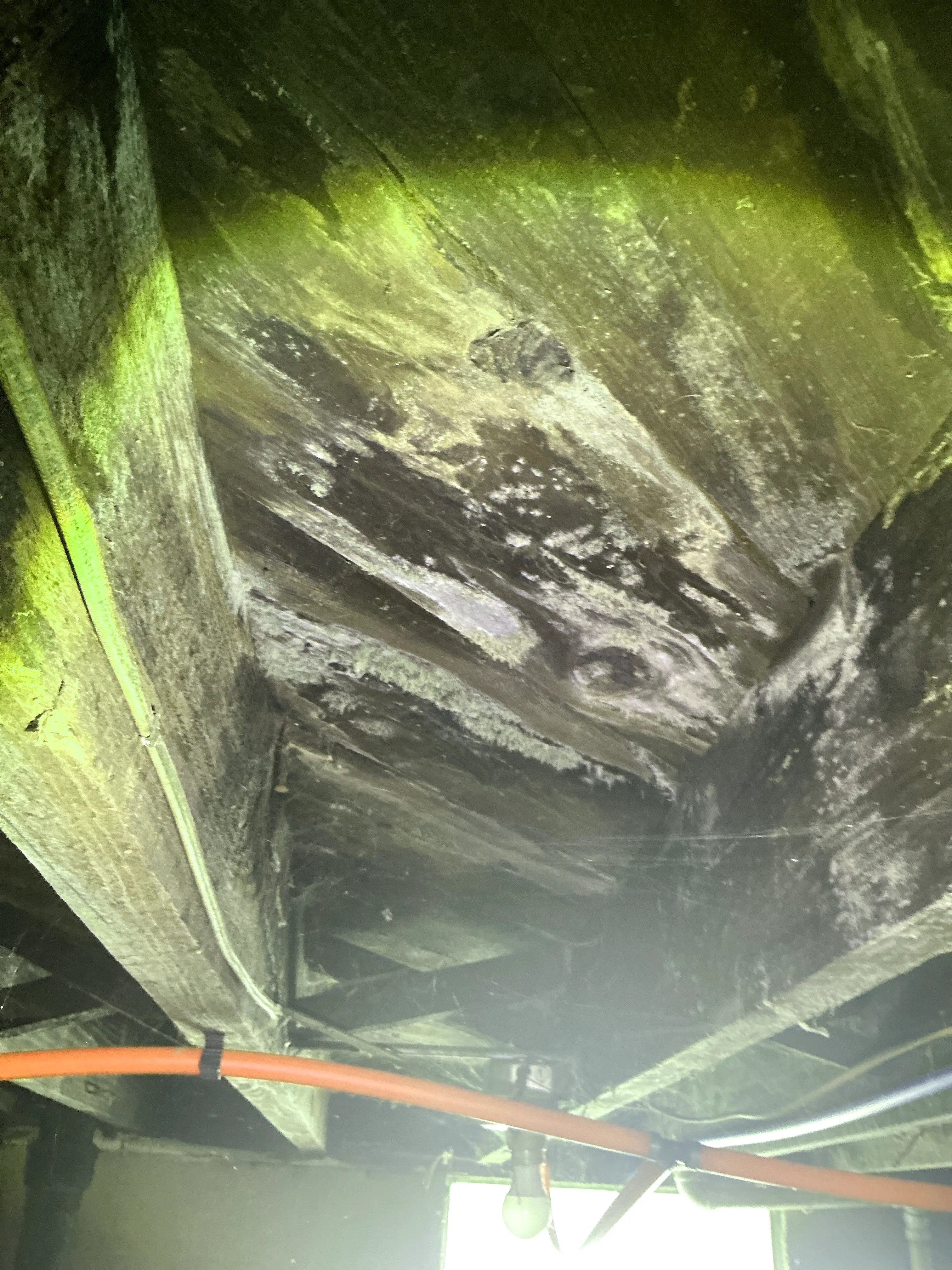 White mold and fungal growth on wooden subfloor joists in crawl space during lead inspection 2026-07-29