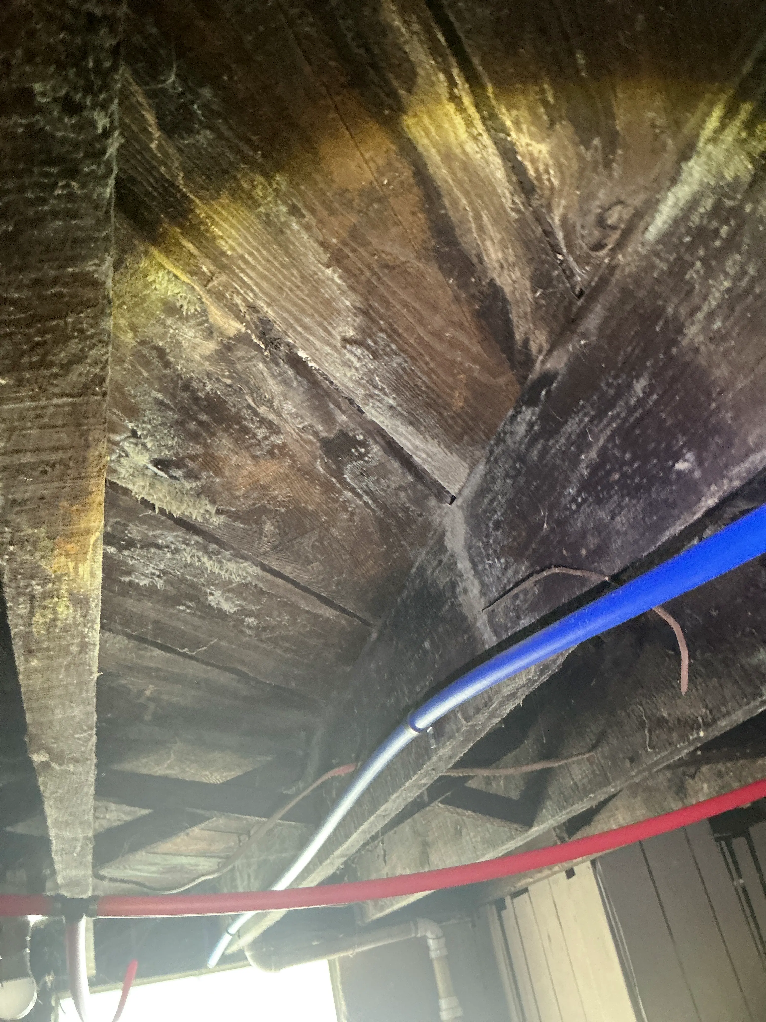 Mold and moisture growth on wooden subflooring joists next to PEX water supply pipes 2026-07-05