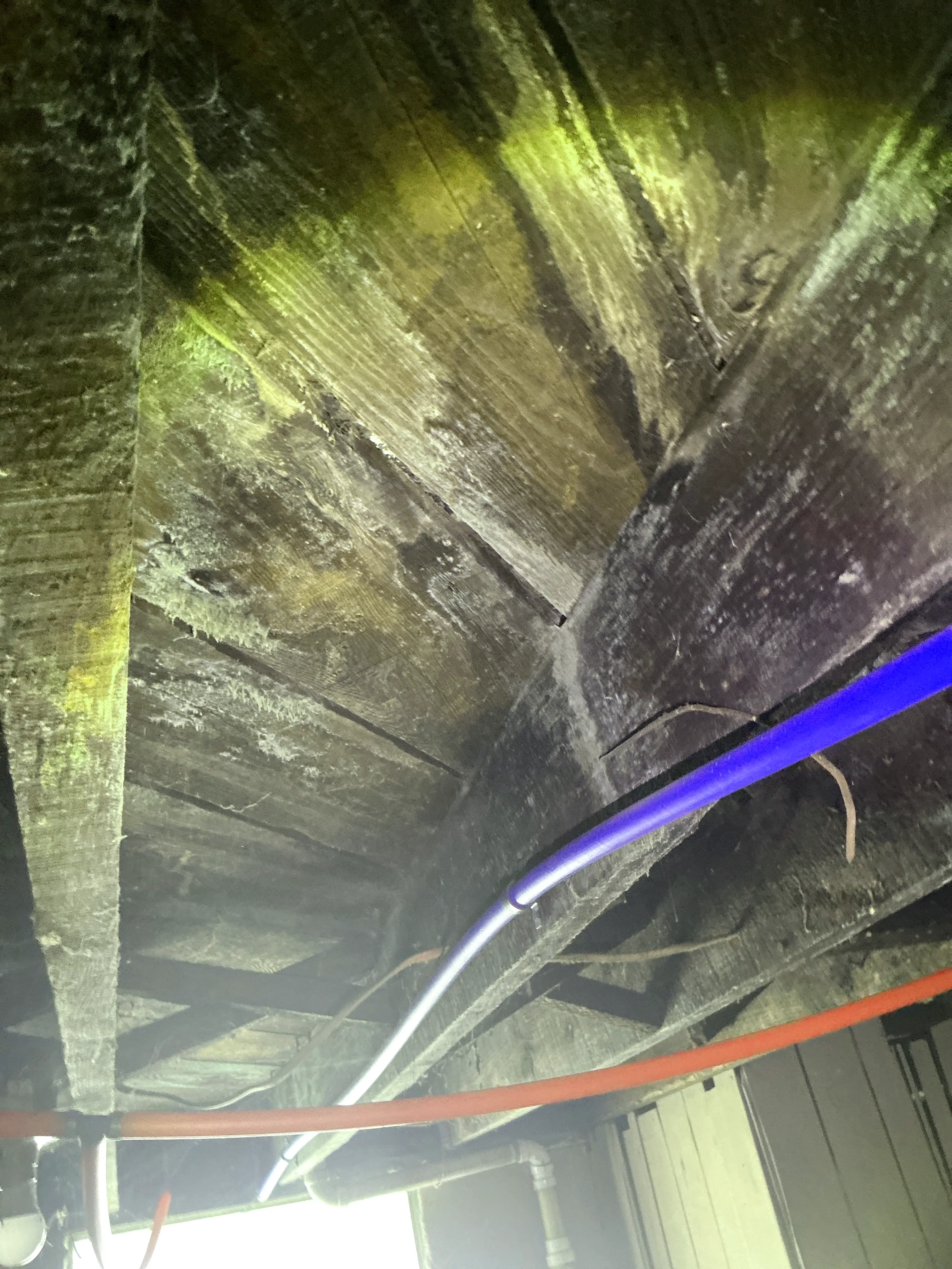 Mold and moisture growth on wooden subflooring joists next to PEX water supply pipes 2026-09-03
