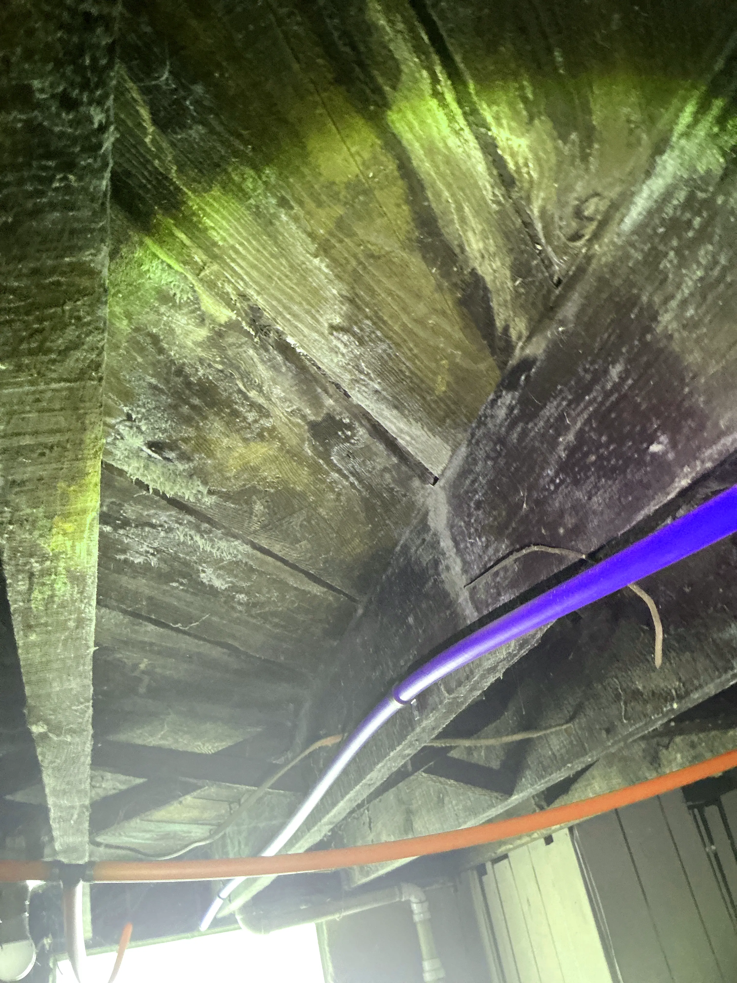 Mold and moisture growth on wooden subflooring joists next to PEX water supply pipes 2026-07-17