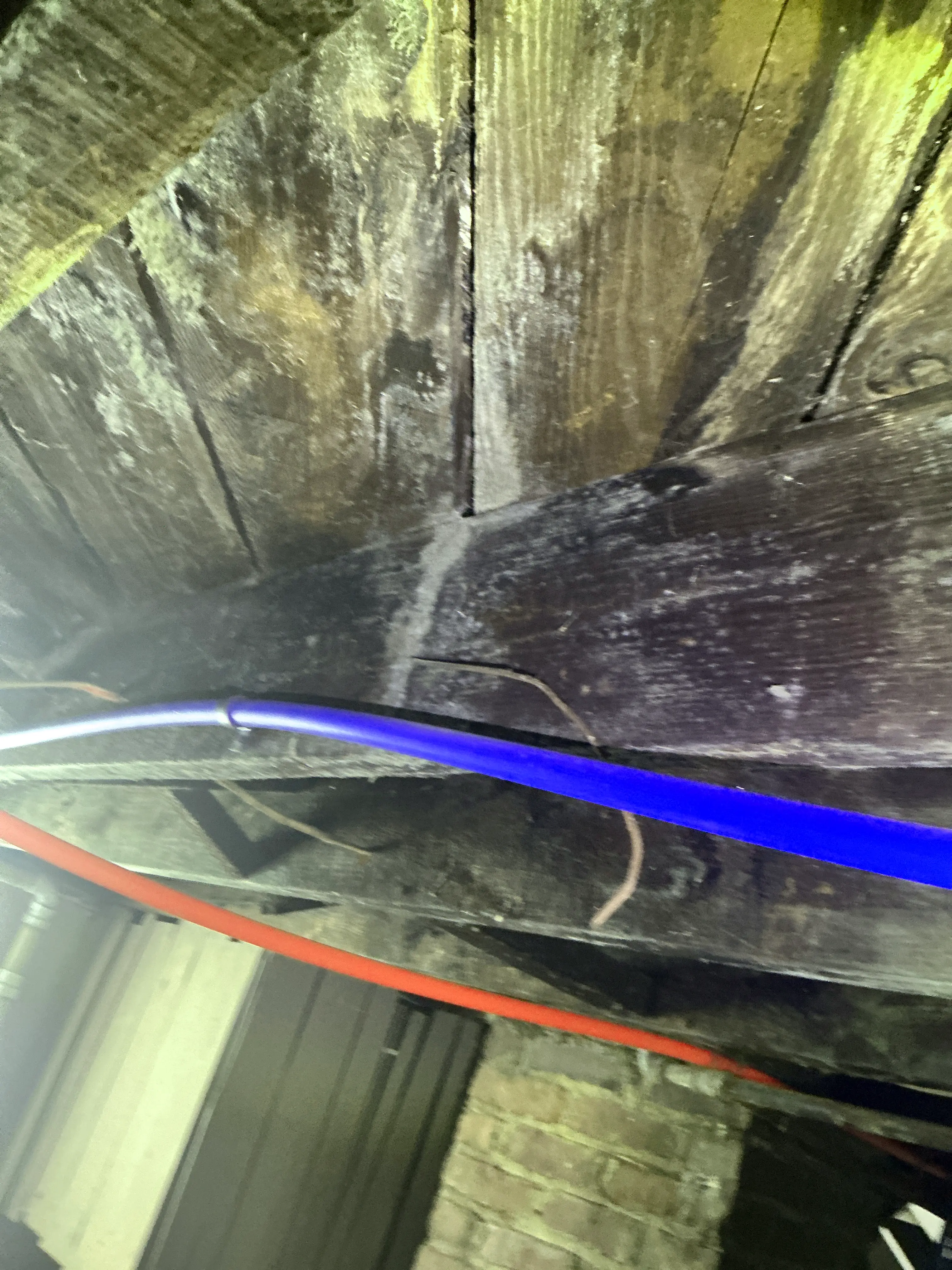 PEX water supply piping routed beneath wooden floor joists with mold growth and moisture staining in crawl space 2026-08-05