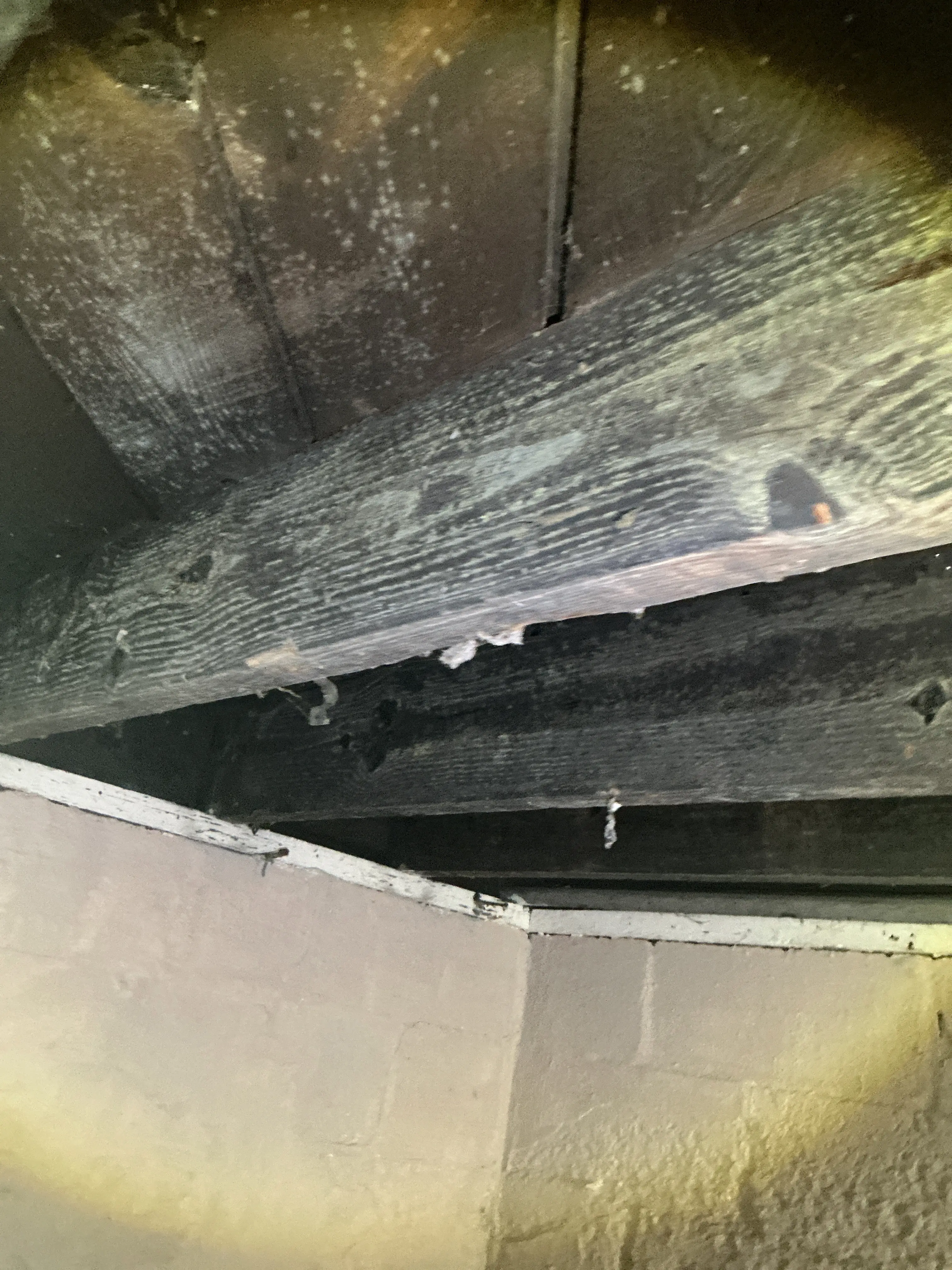 White mold growth visible on wooden roof sheathing during attic mold inspection 2026-08-31