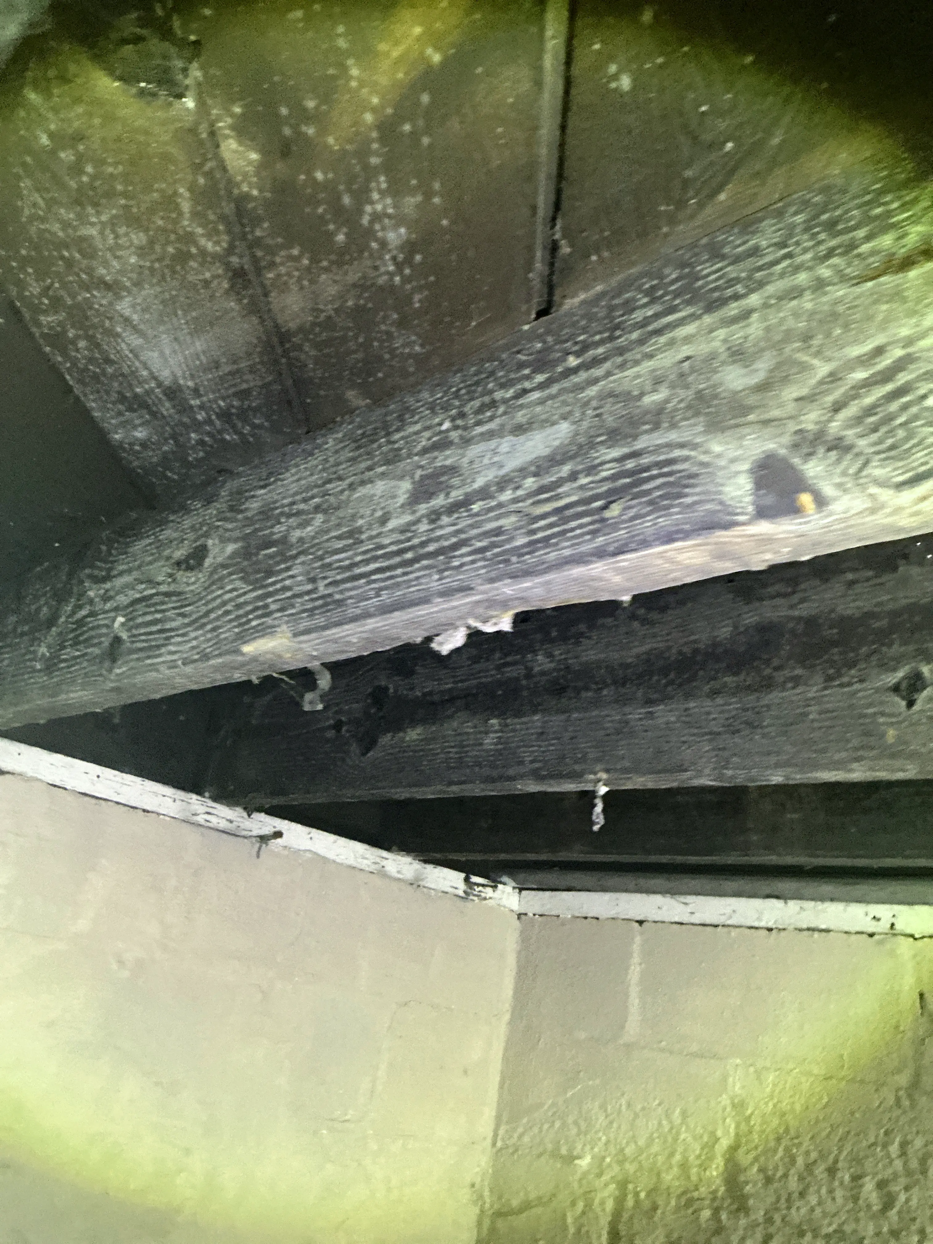 White mold growth visible on wooden roof sheathing during attic lead inspection 2026-07-27