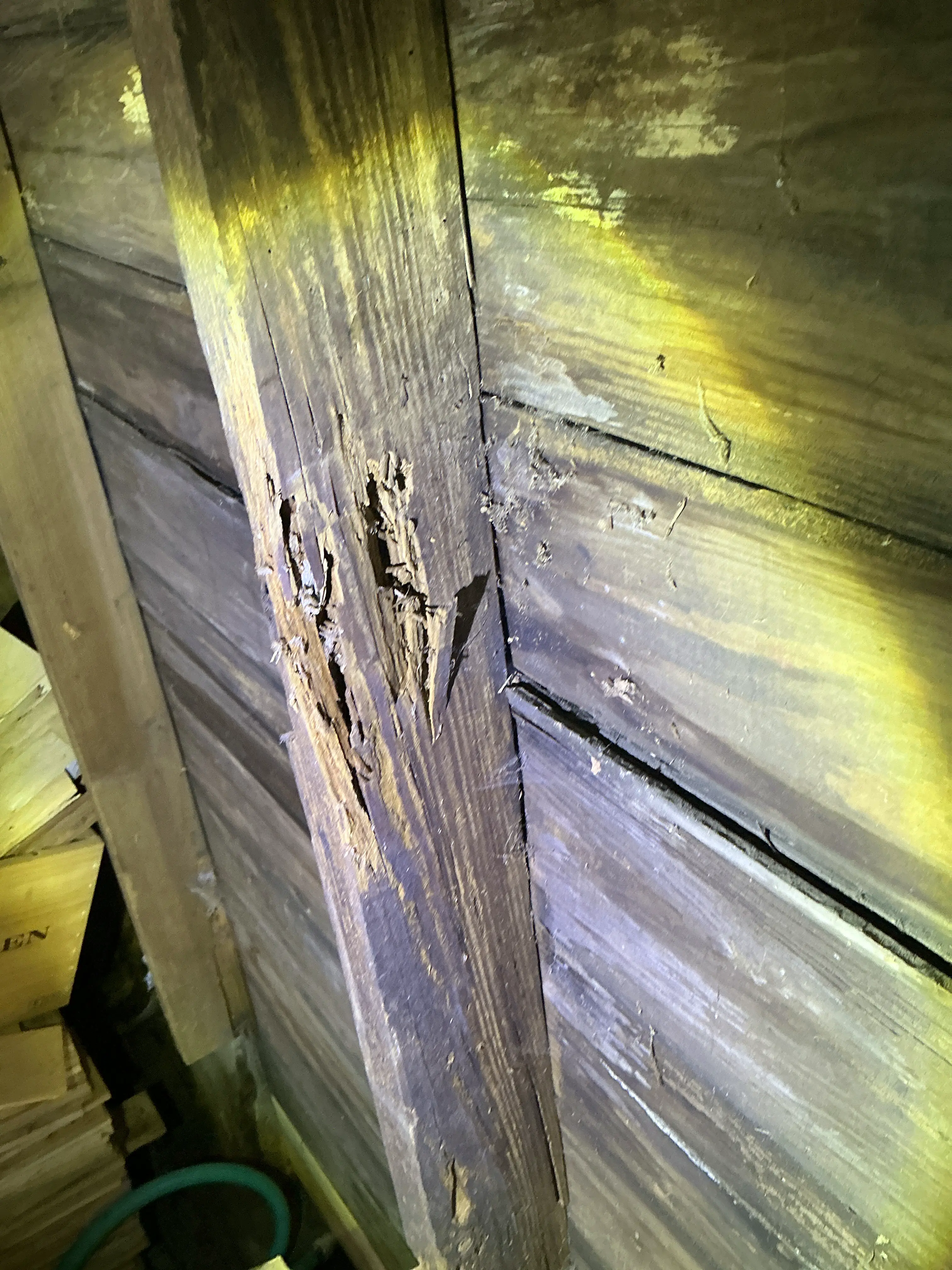 Rafter with severe wood decay and damage identified during attic lead test 2026-07-10