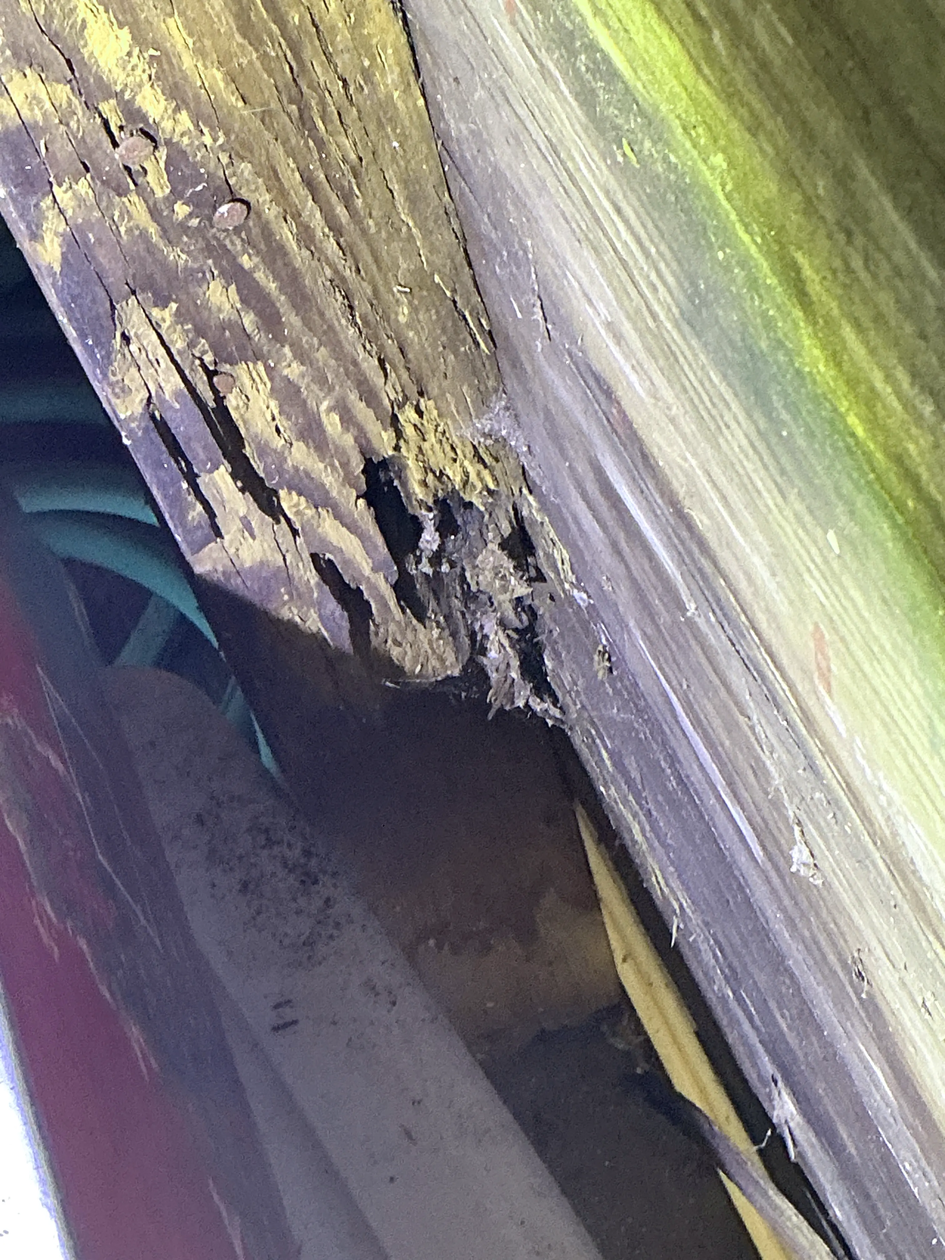 Severe wood rot and deterioration on structural wooden framing member 2026-08-15