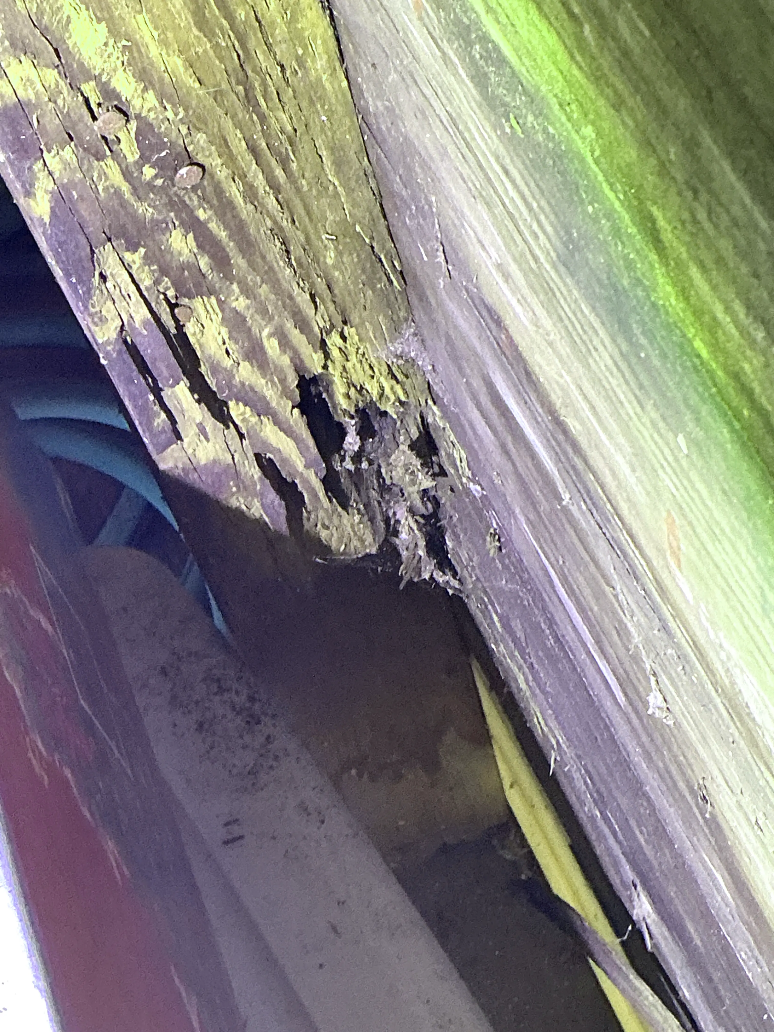 Severe wood rot and deterioration on structural wooden framing member 2026-08-11