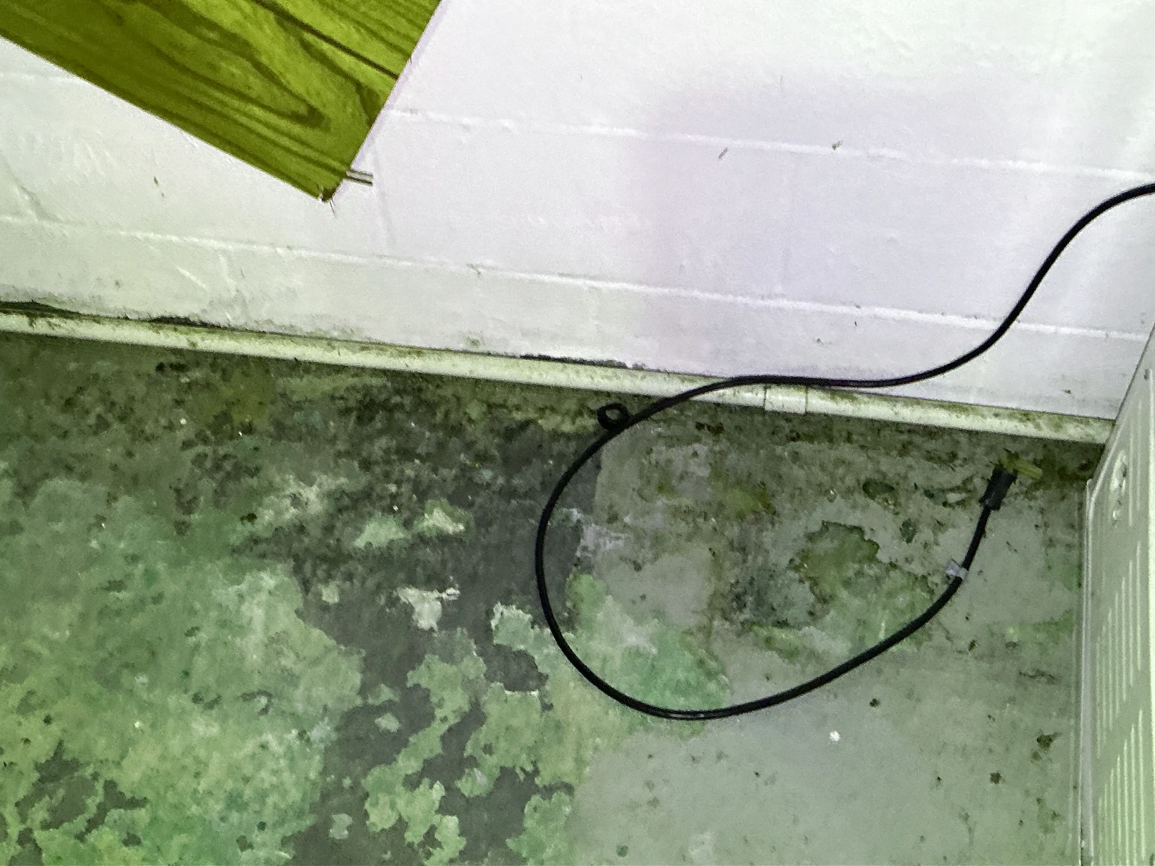 Moisture damage and peeling paint on basement concrete floor during lead test 2026-08-25